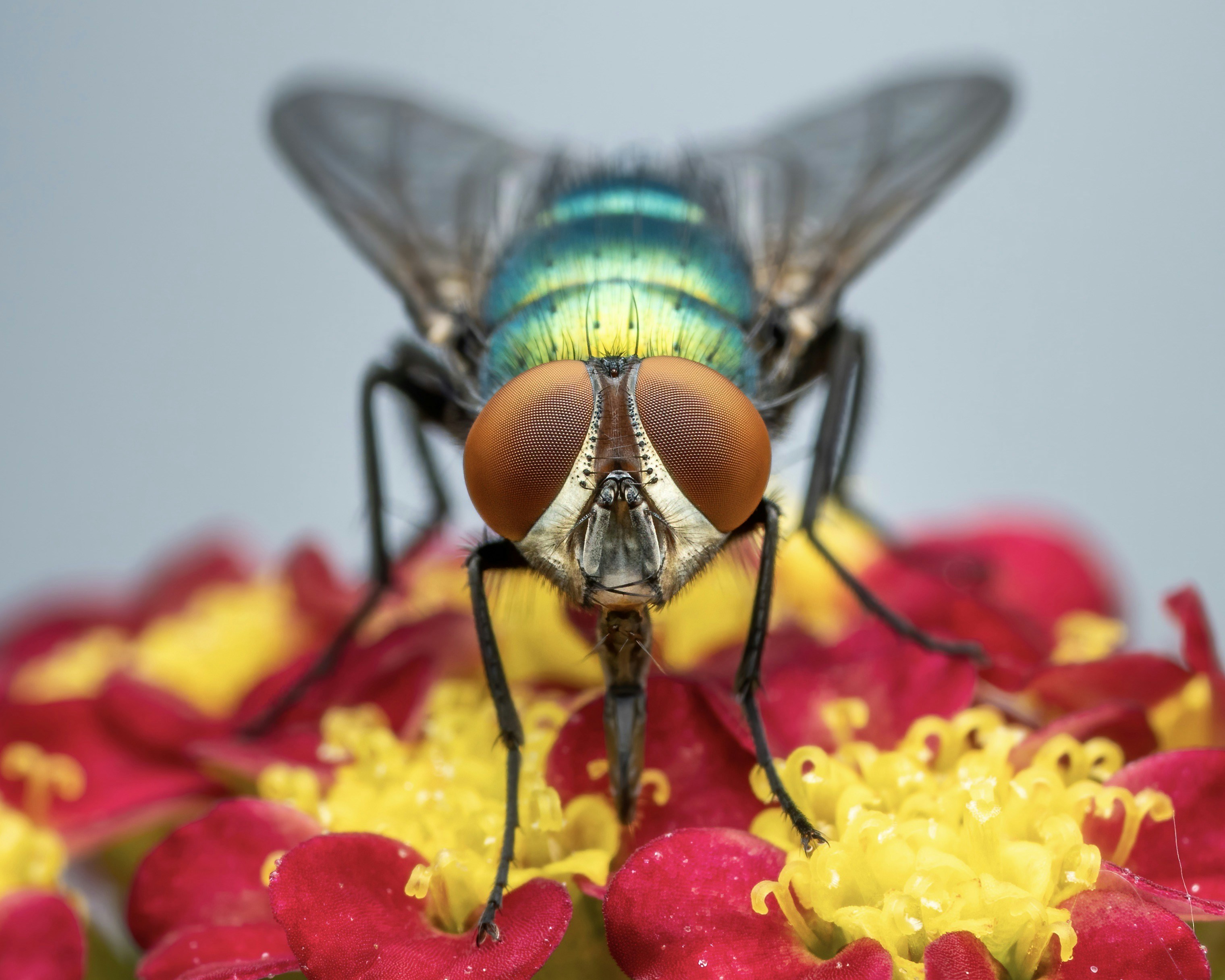 Photo by skylerewing