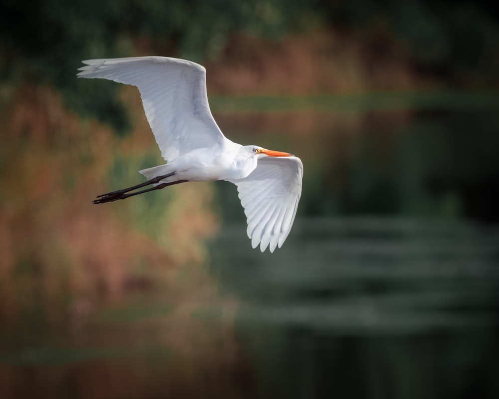 a white bird flying