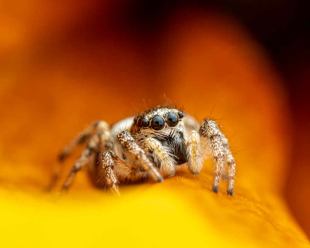 a close up of a spider