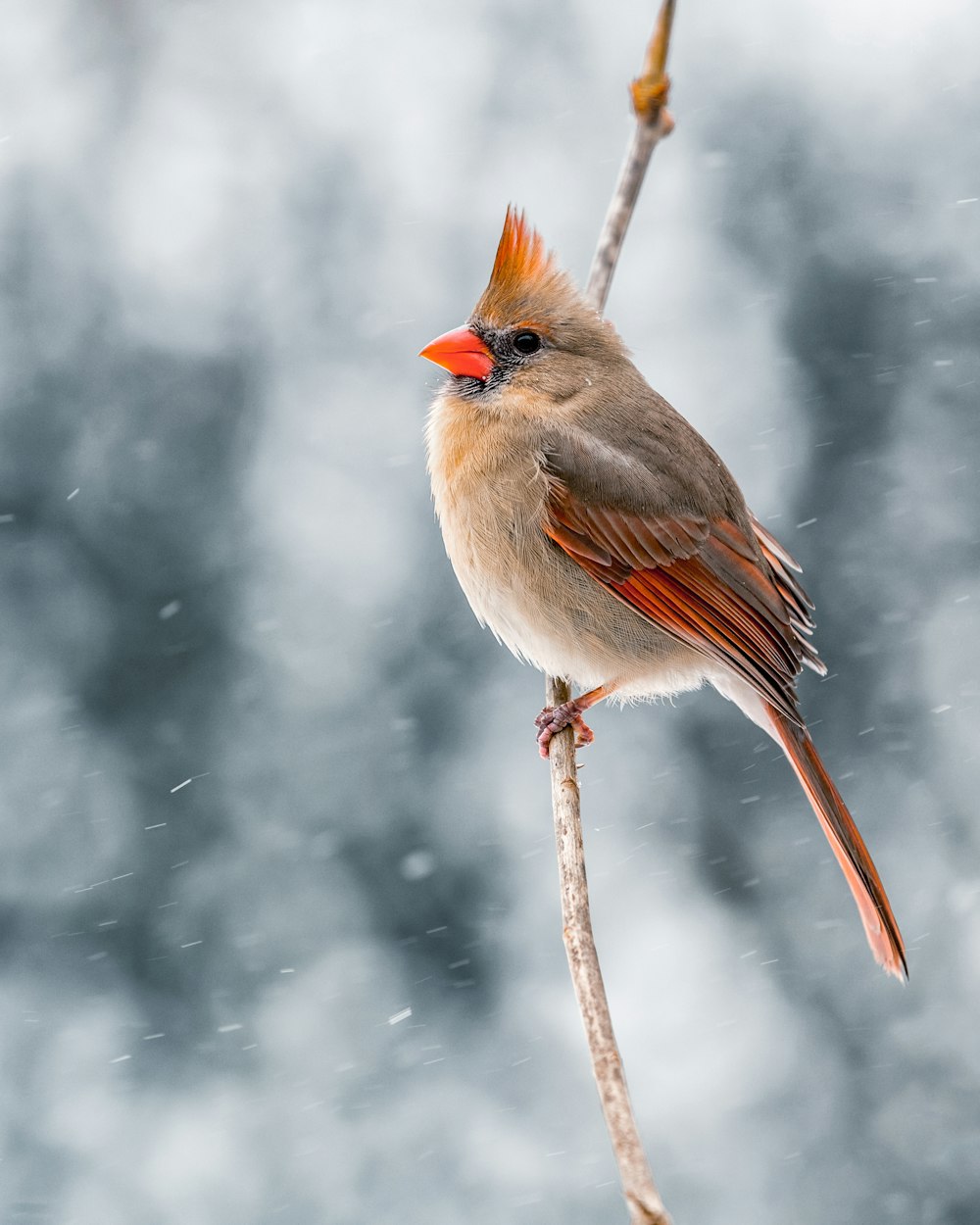 a bird on a branch