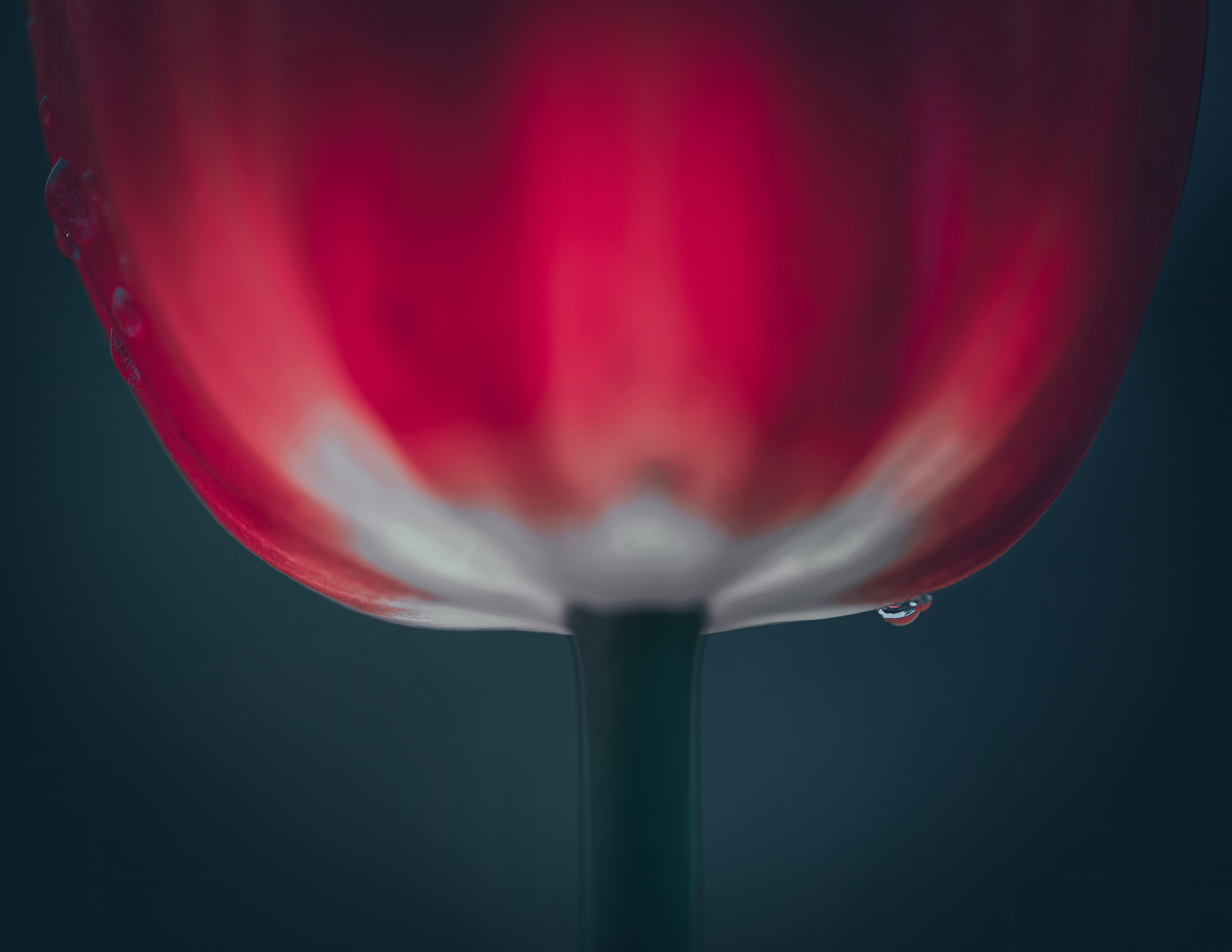 a red and white glass of wine