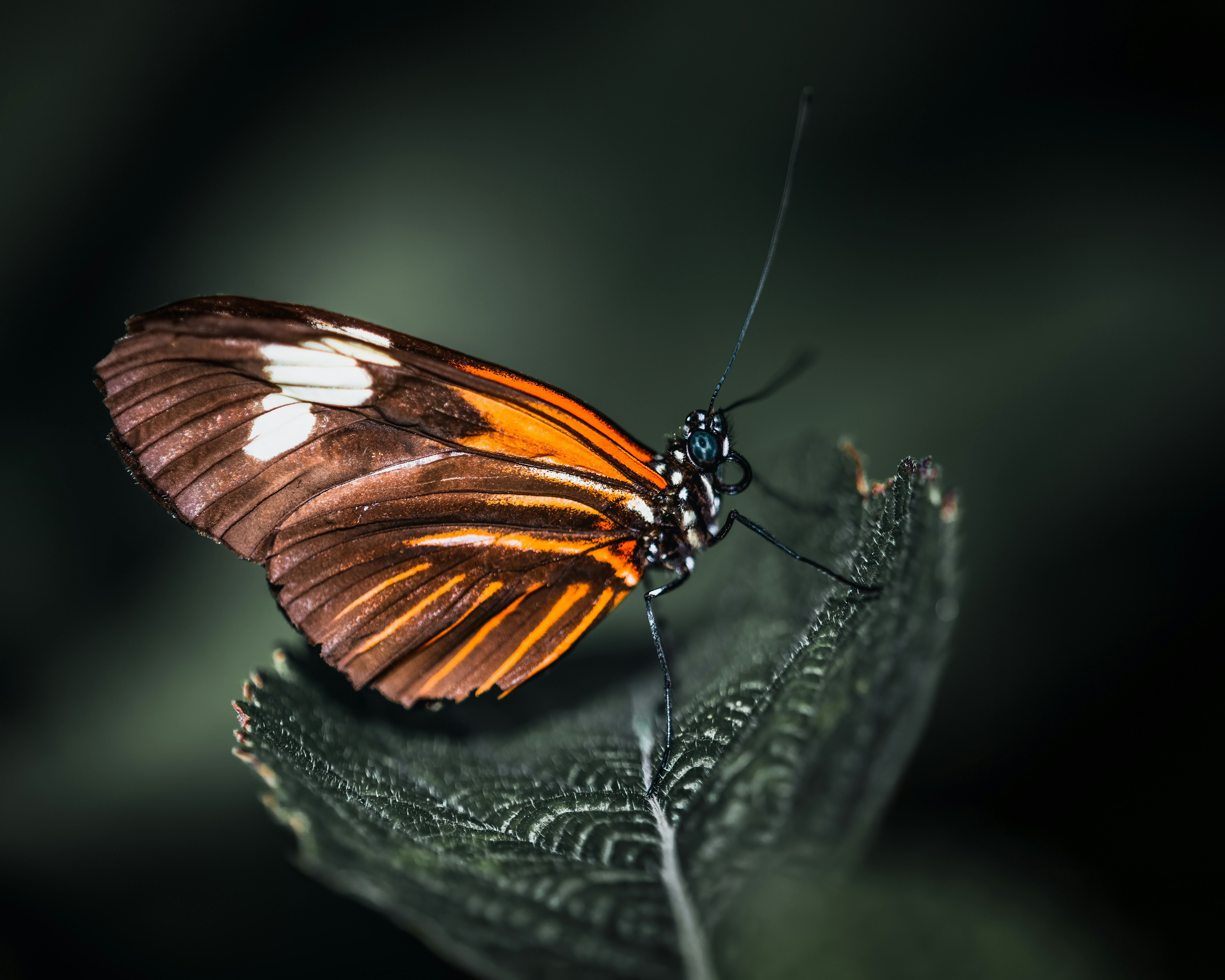 a butterfly on a leaf
