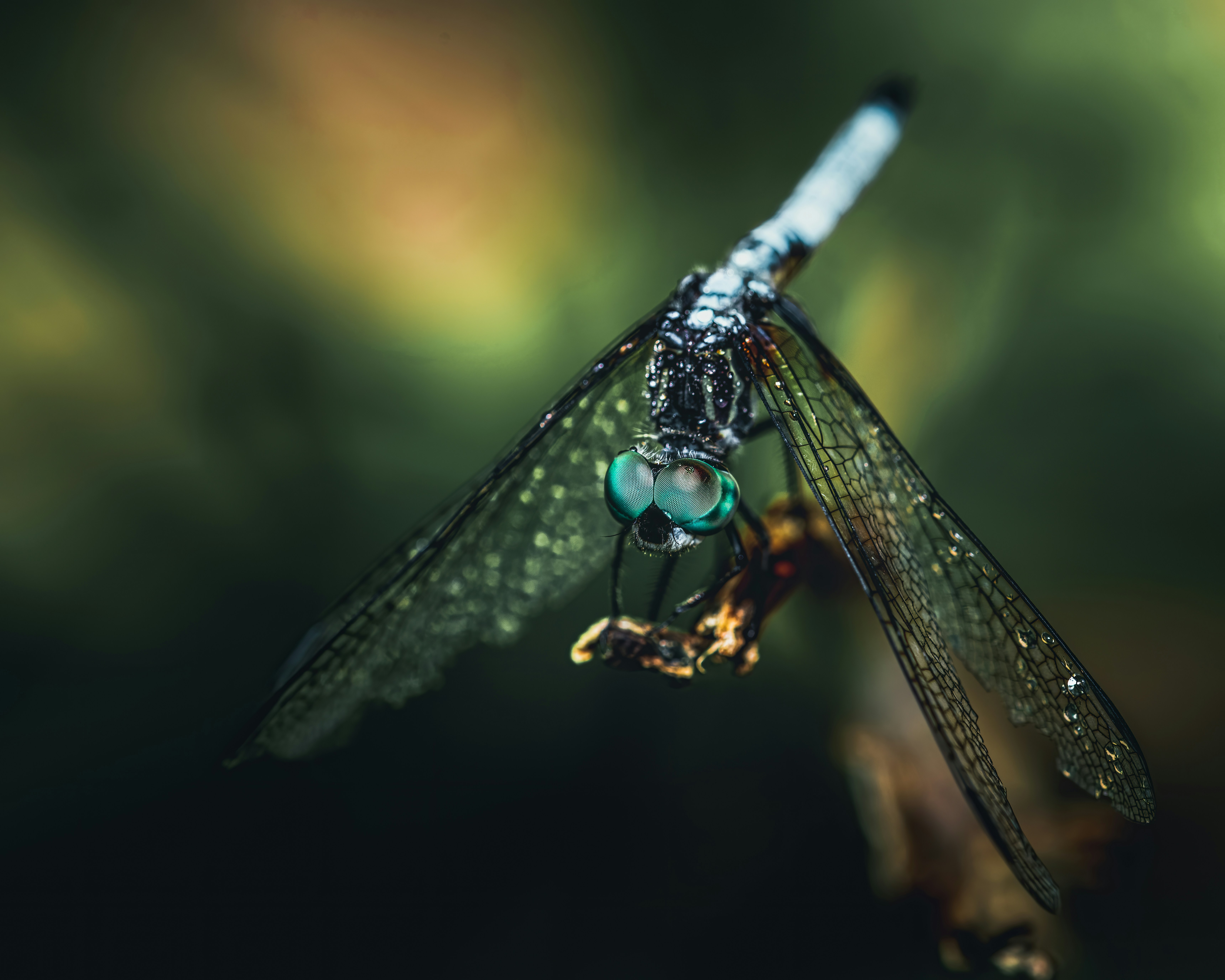 Photo by skylerewing