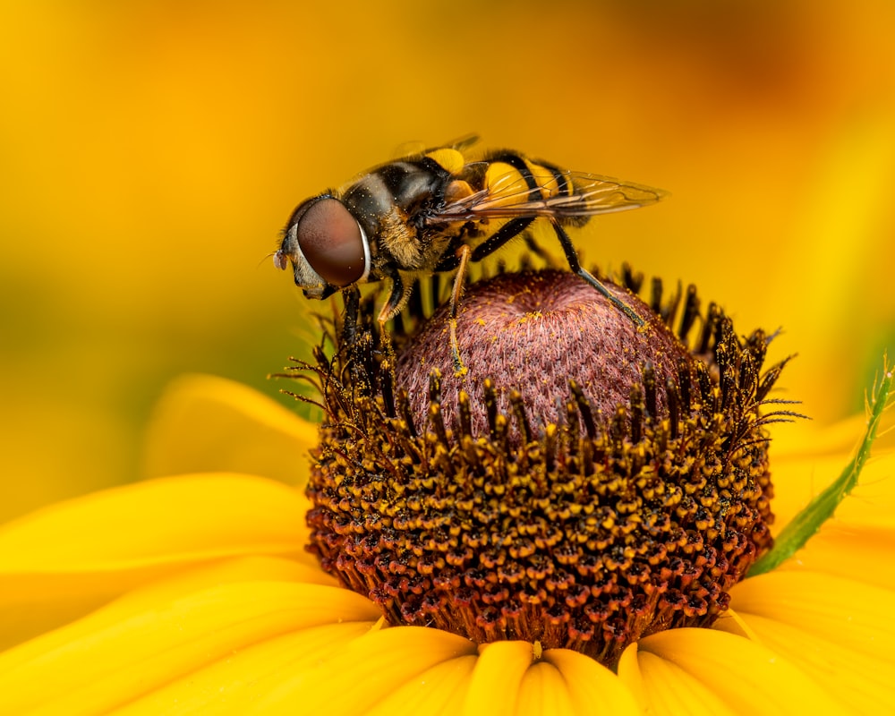 a bee on a flower