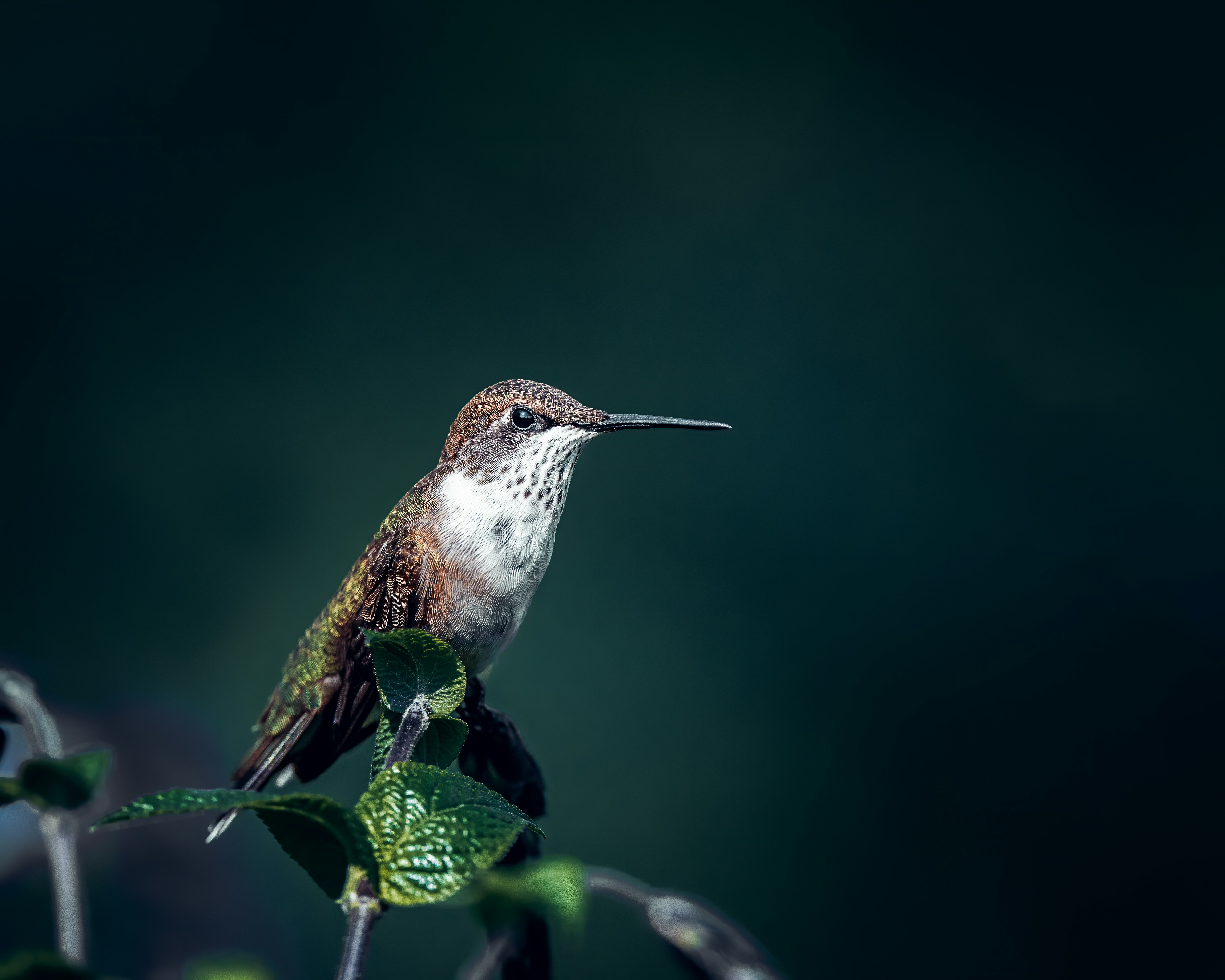 Photo by skylerewing