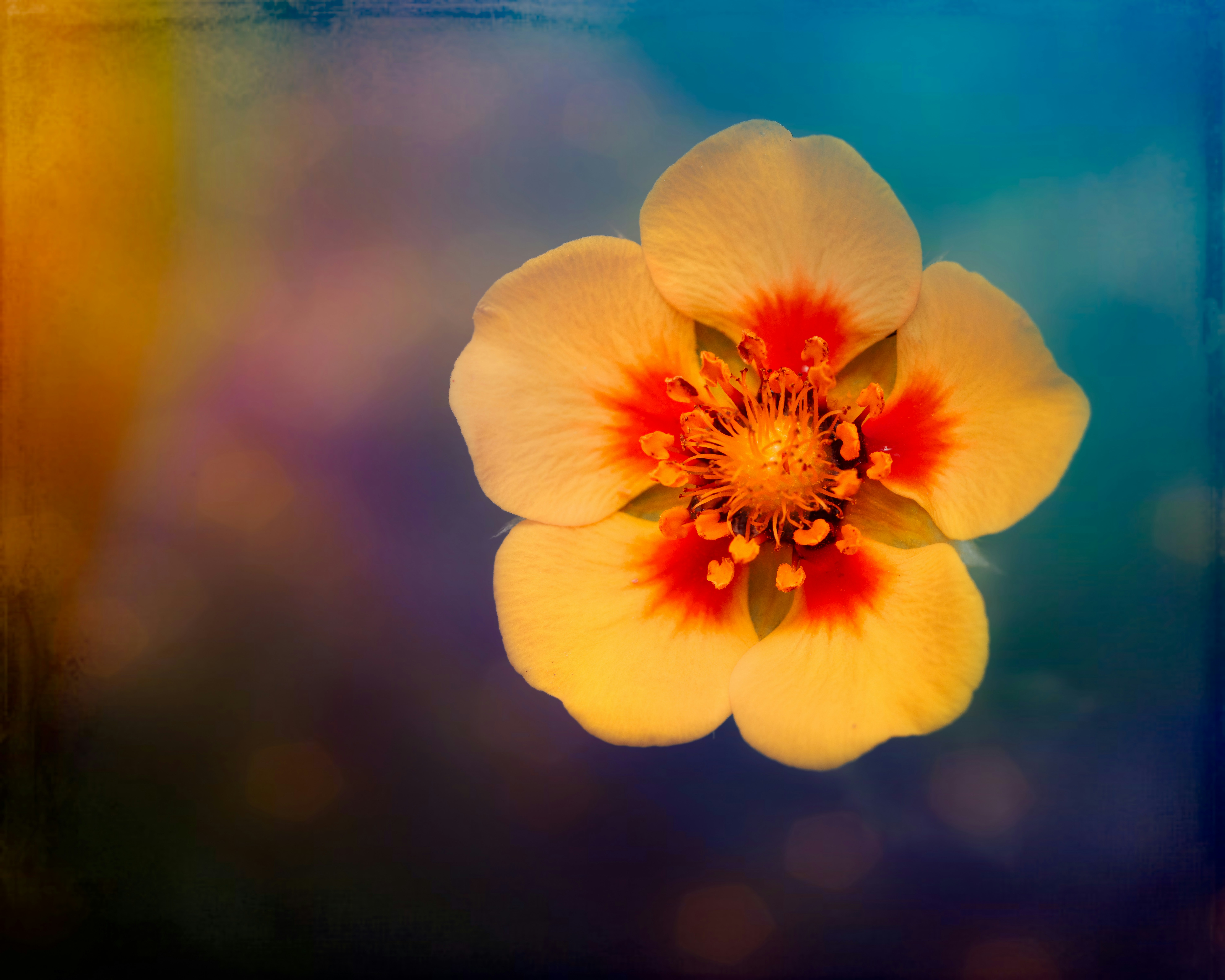 Photo by skylerewing