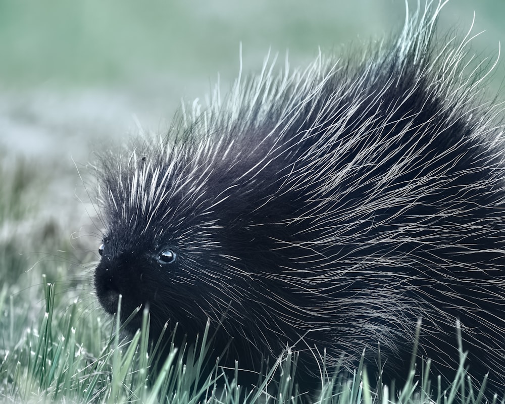 a porcupine in the grass