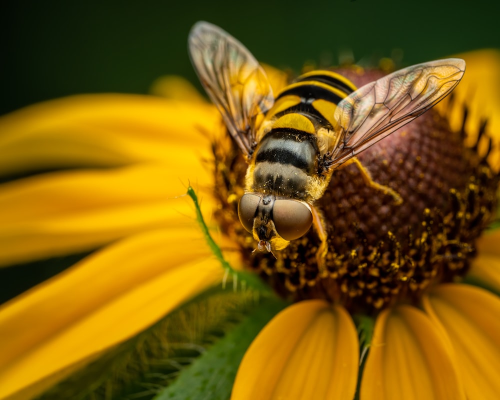 a bee on a flower