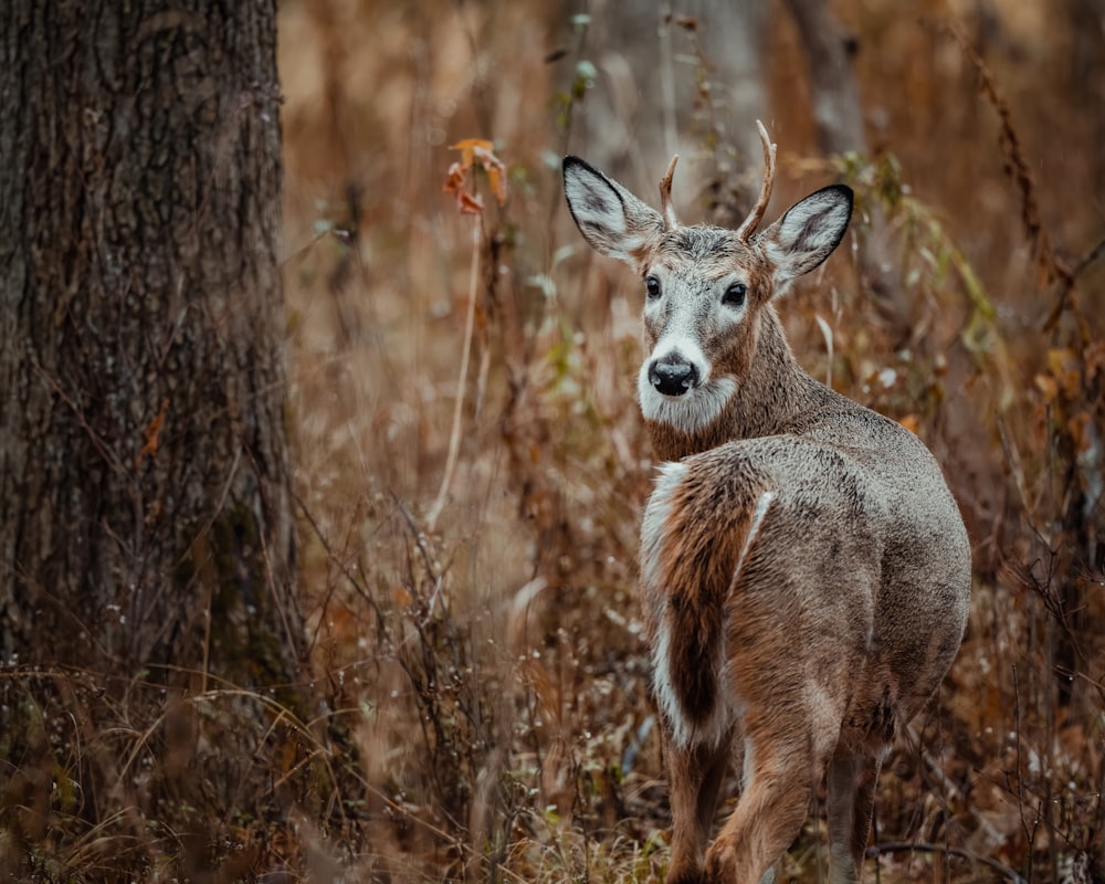 a deer standing next to a tree