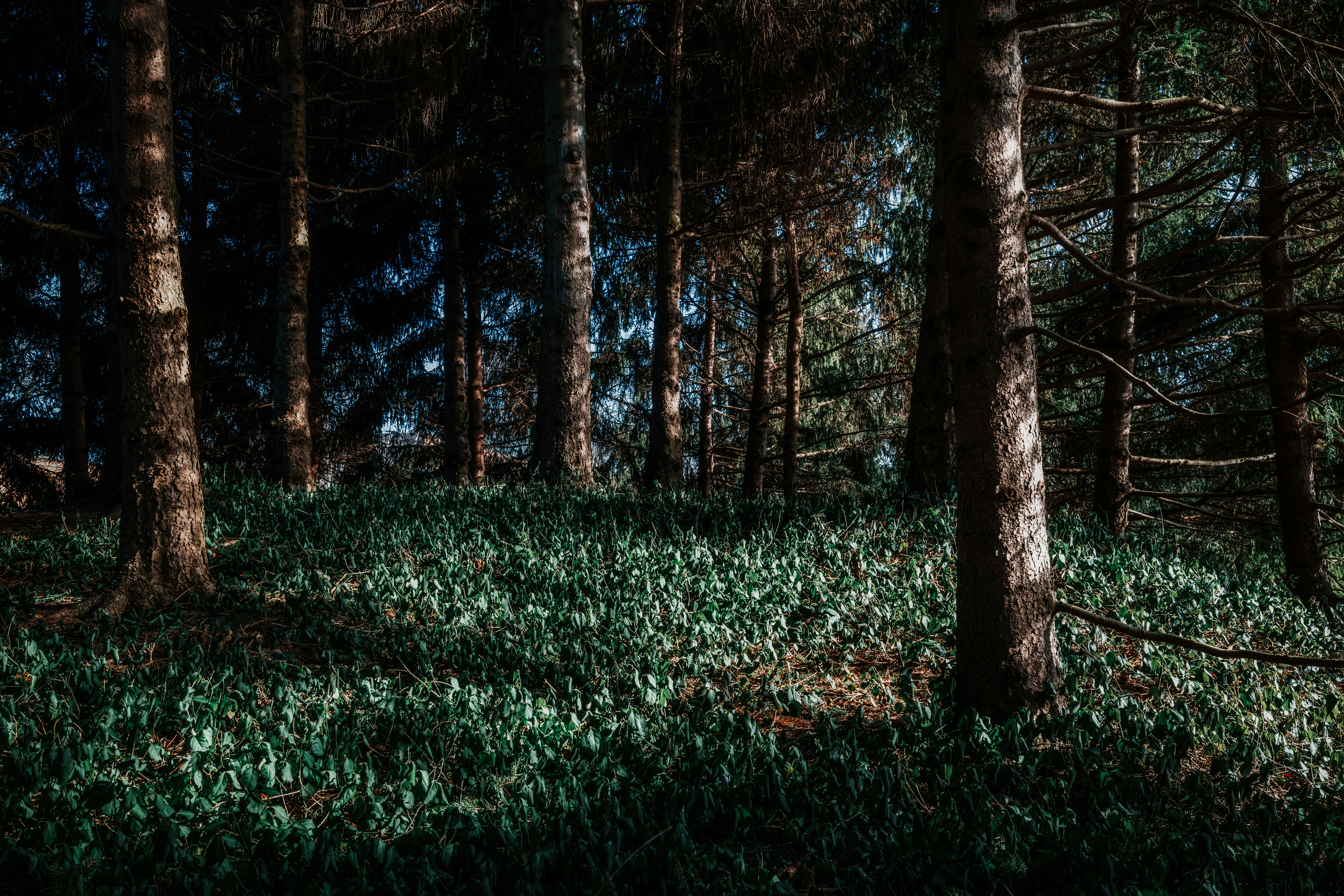 Photo by skylerewing