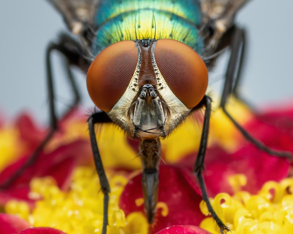 a close up of a fly