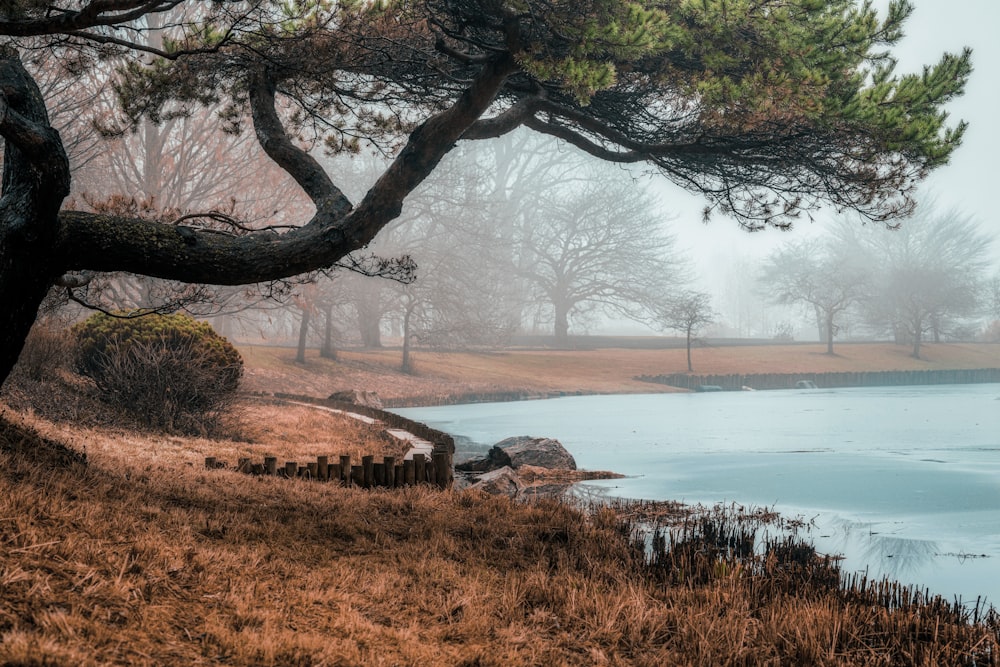 a body of water with trees around it