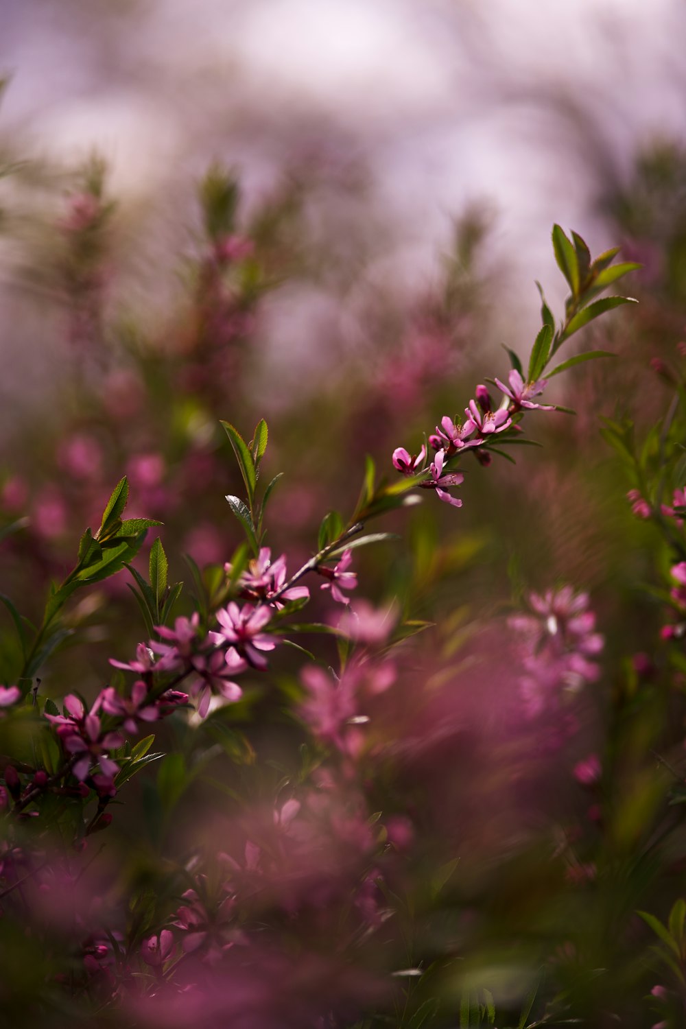 a close up of a flower