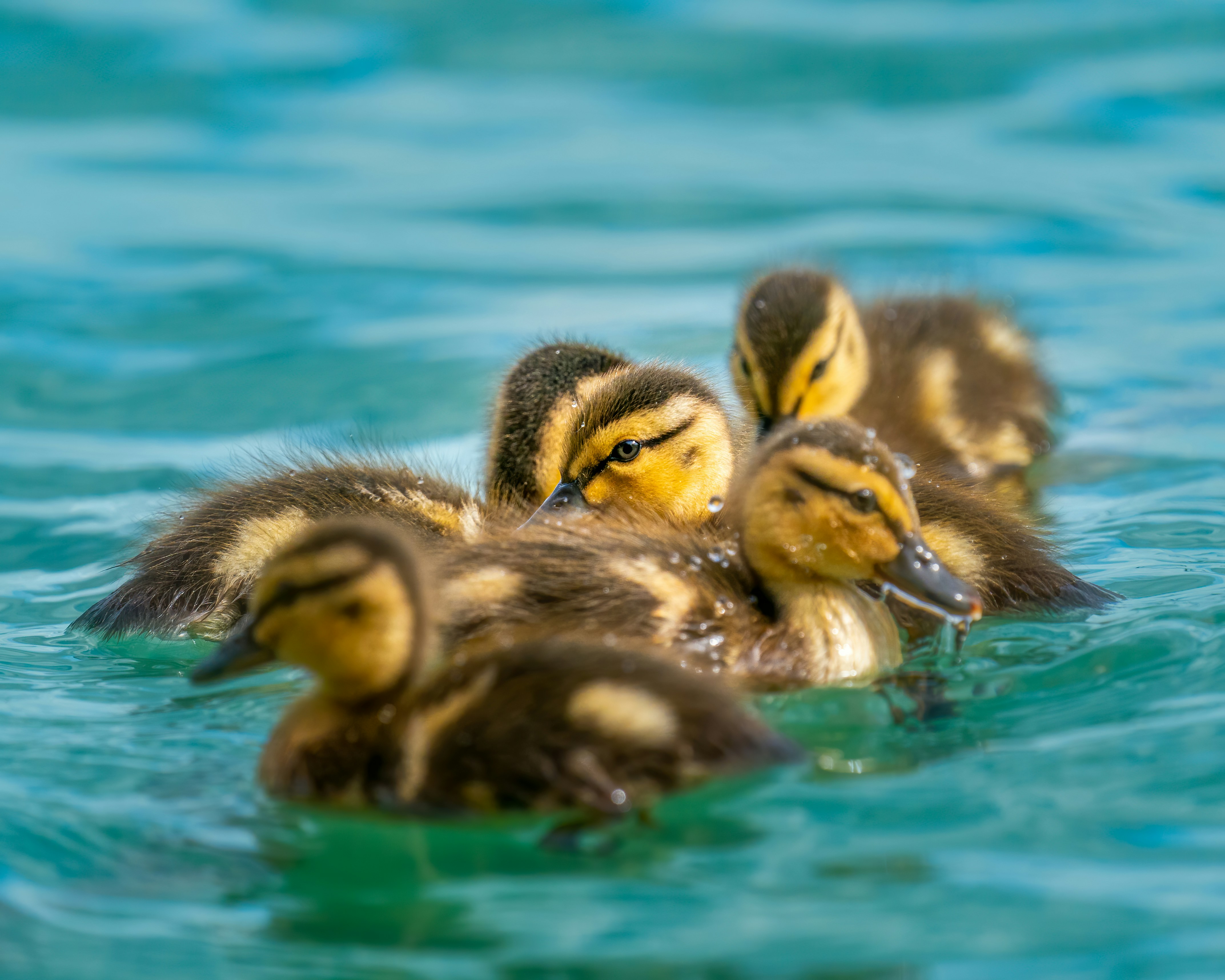 Photo by skylerewing