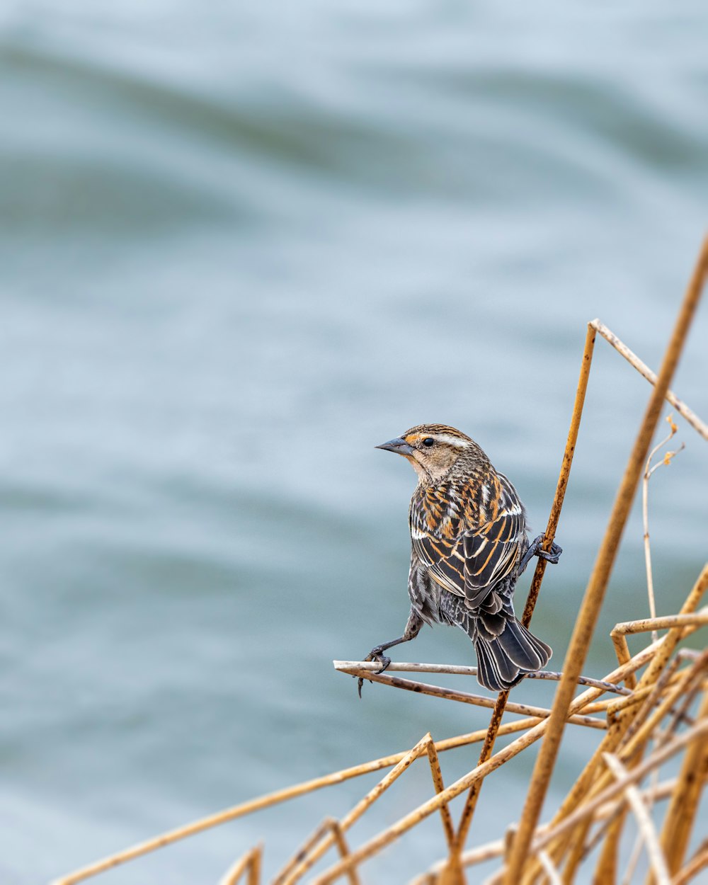 a bird sitting on a branch