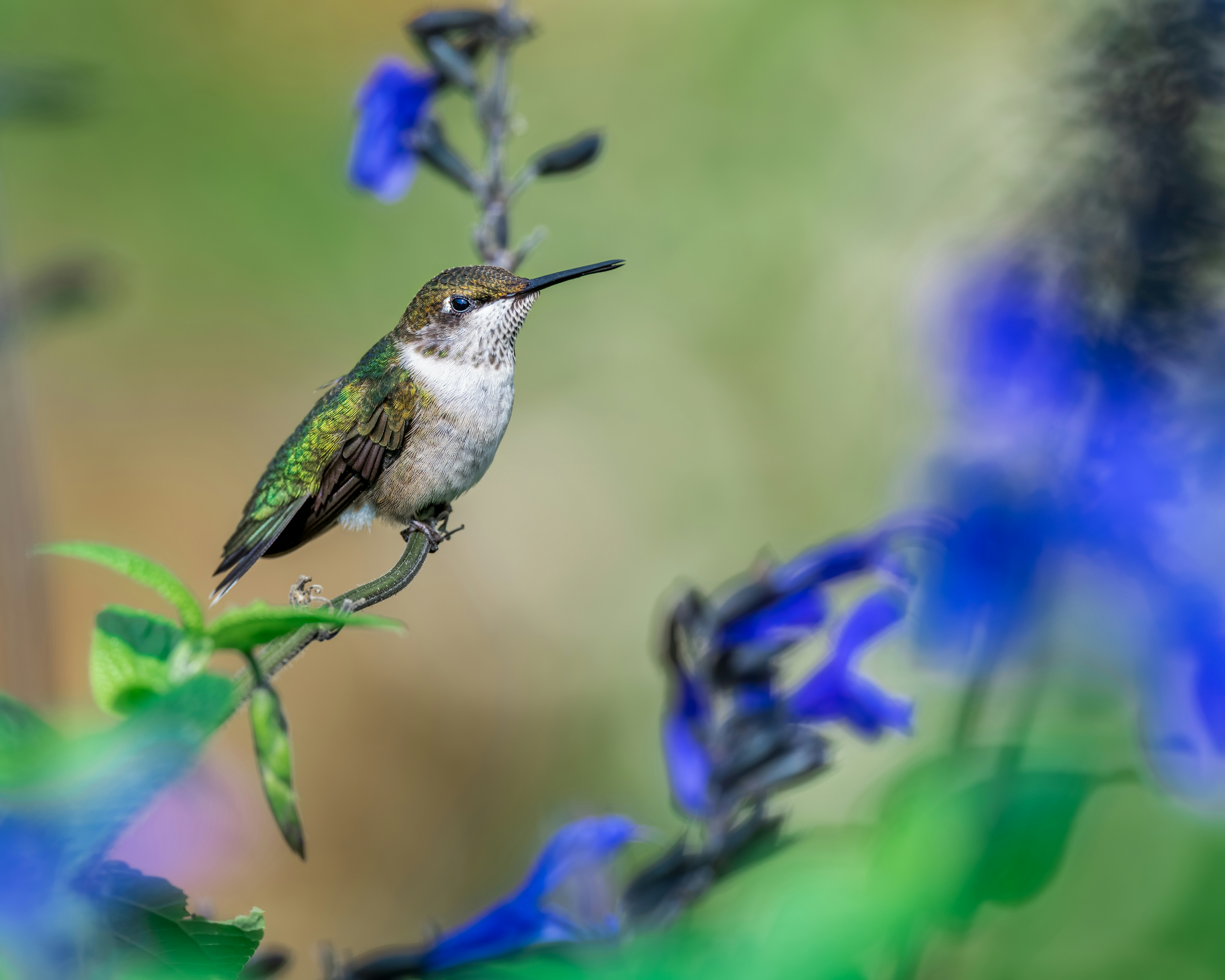 Photo by skylerewing