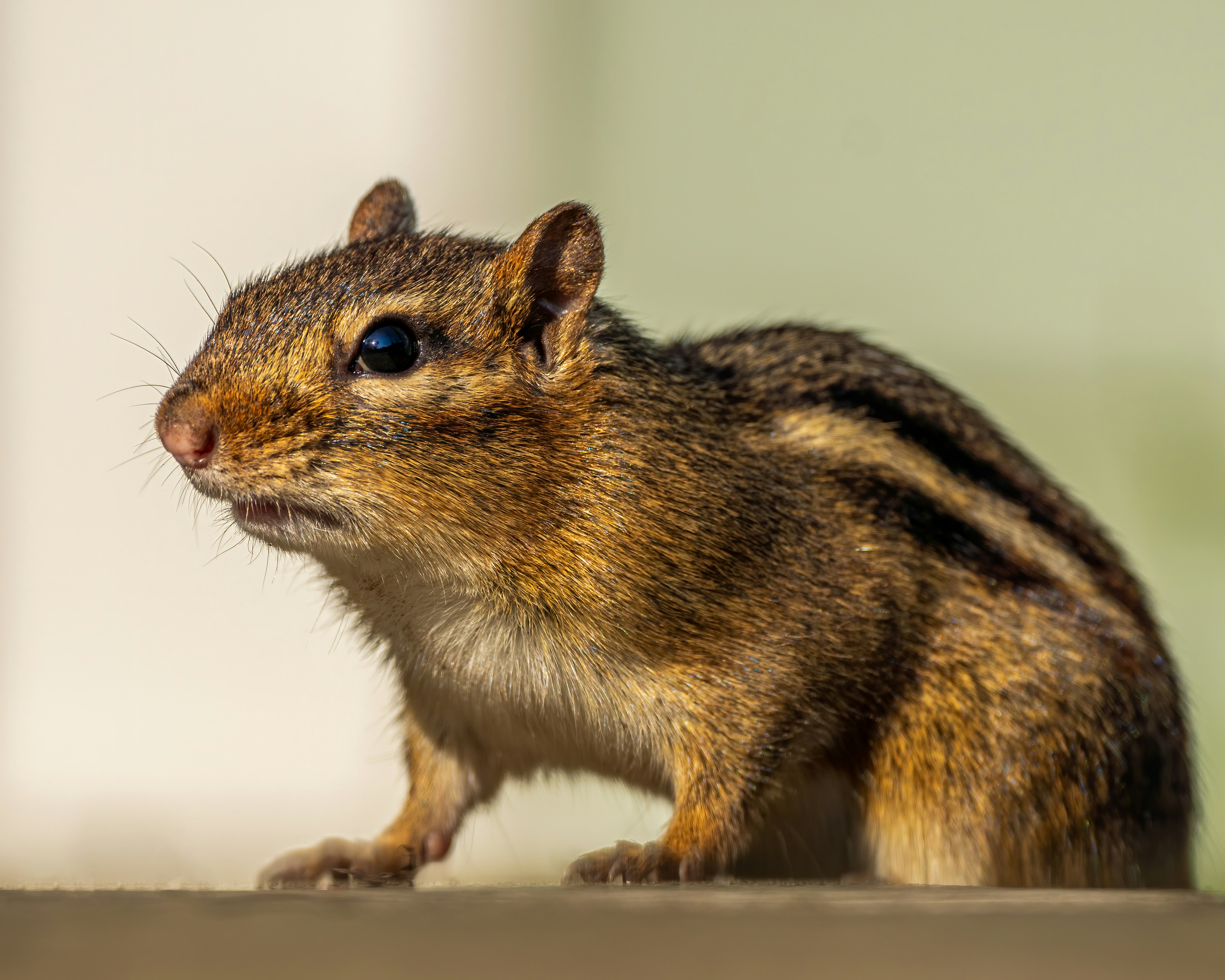 Photo by skylerewing