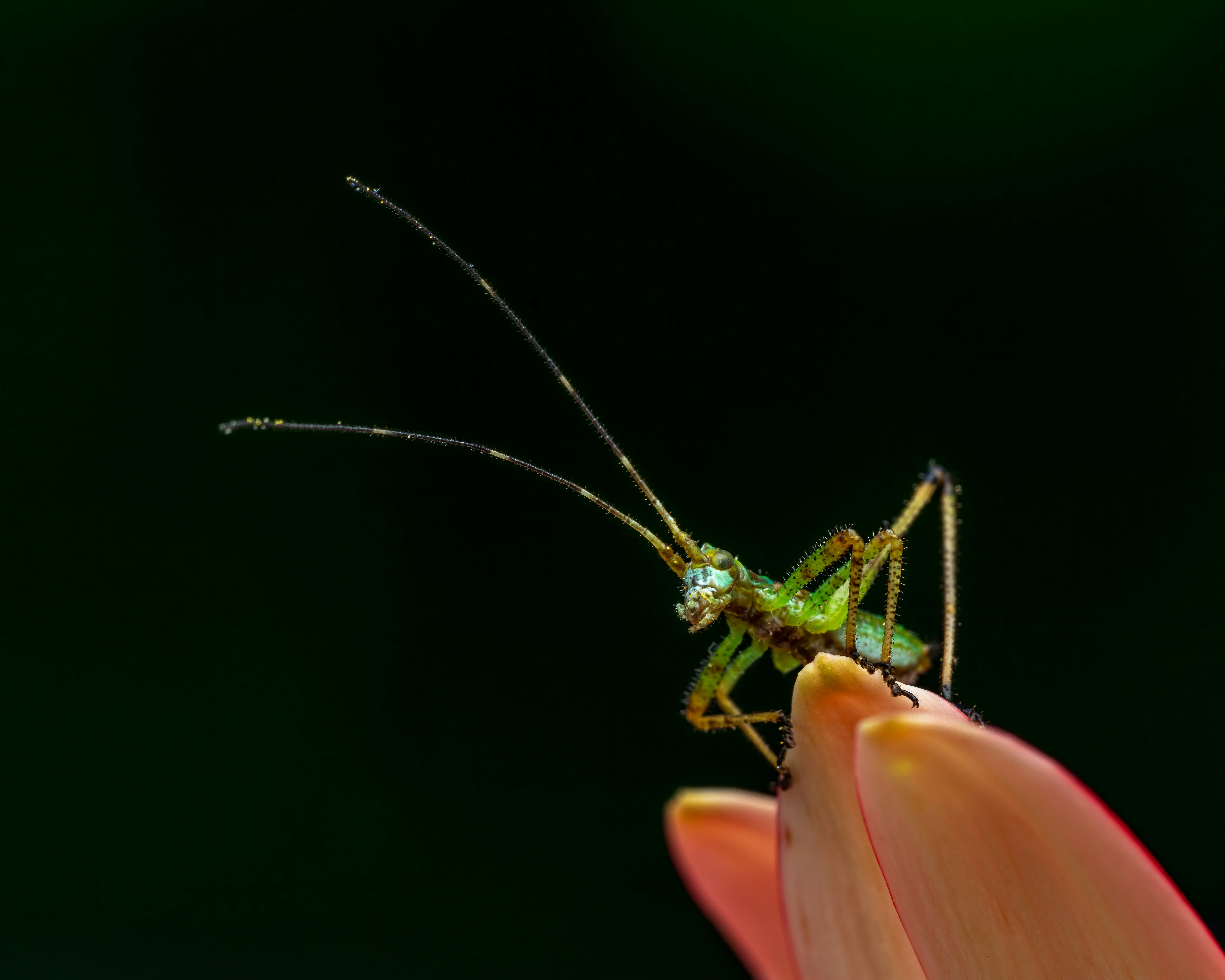Photo by skylerewing
