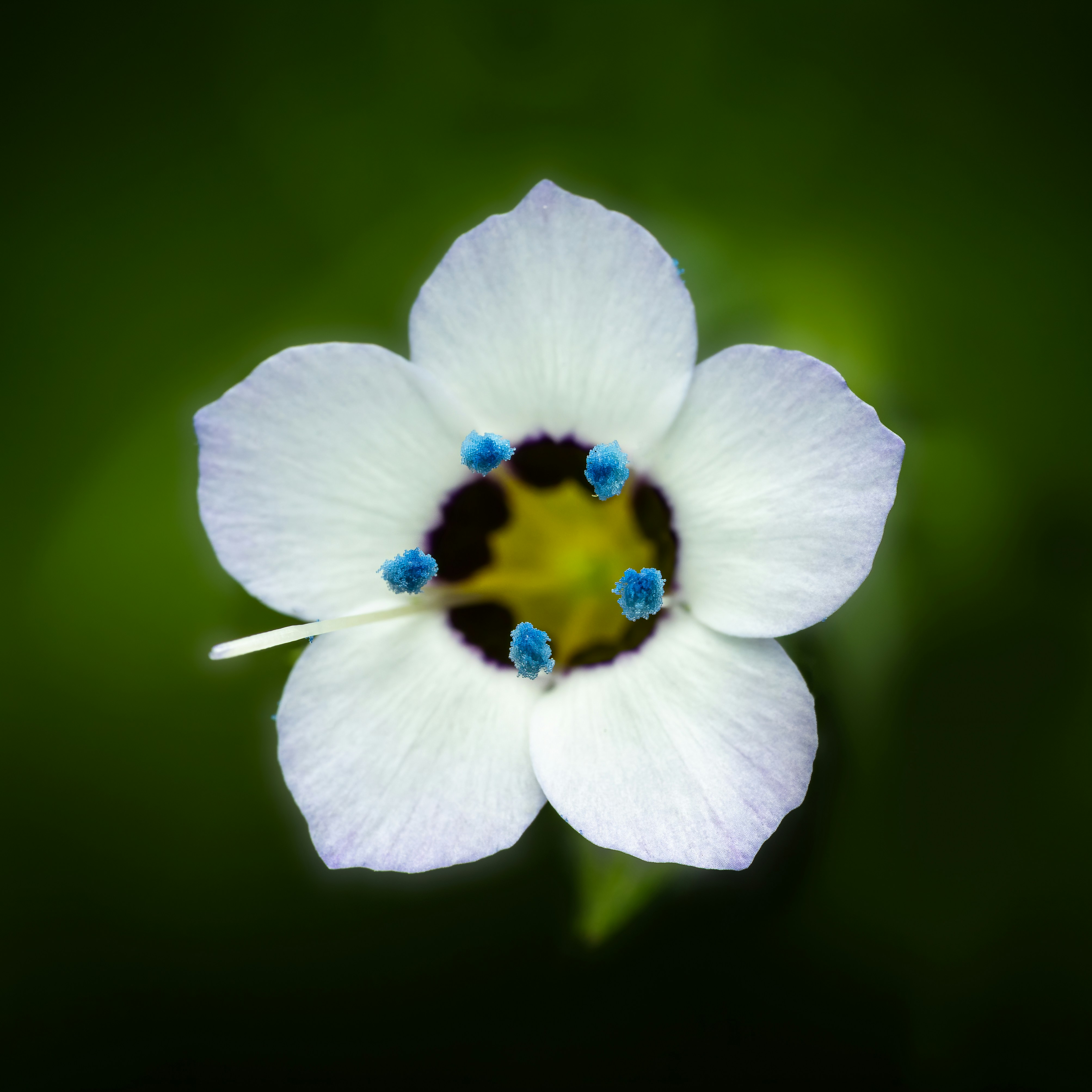 Photo by skylerewing