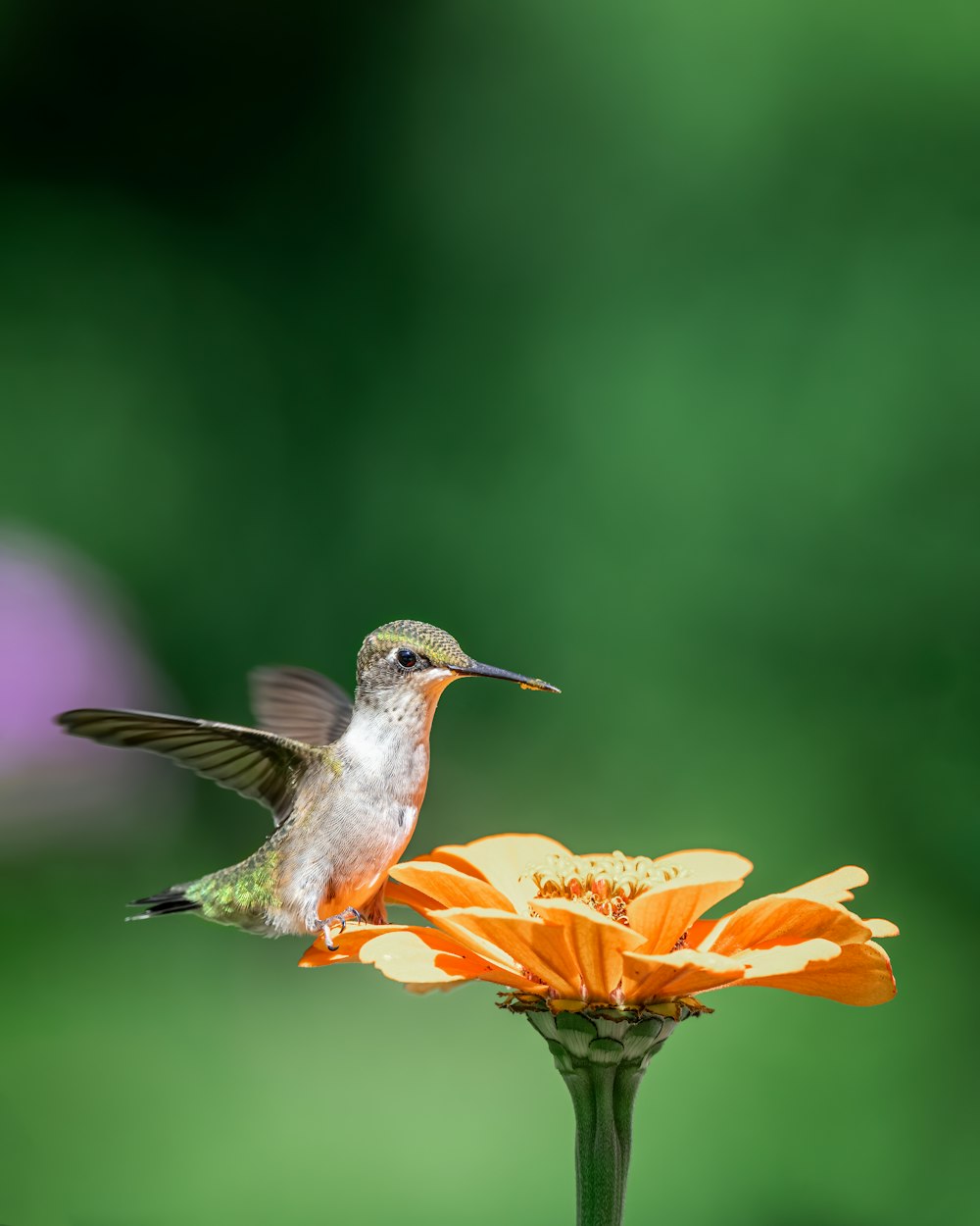 a hummingbird flying over a flower