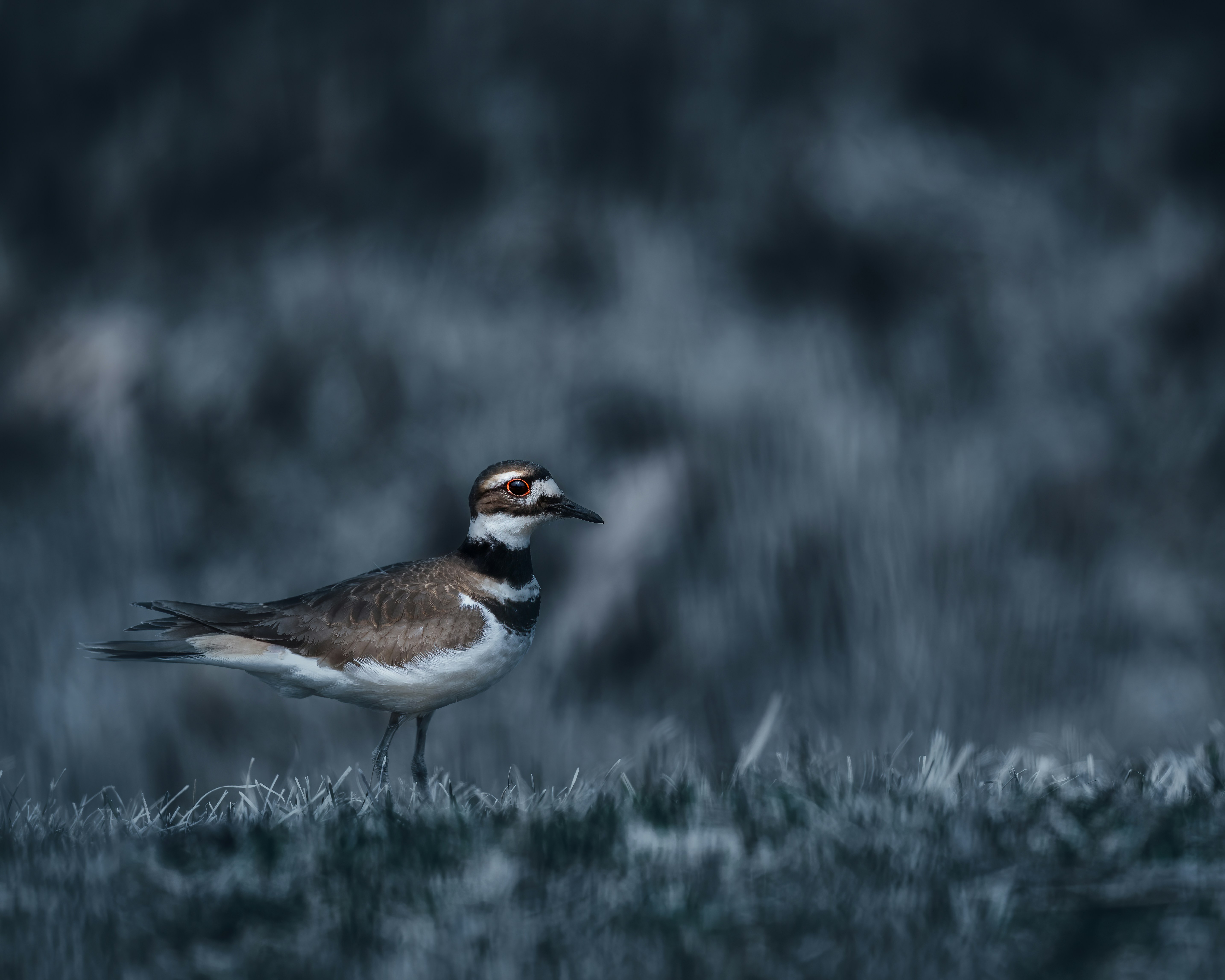 Photo by skylerewing