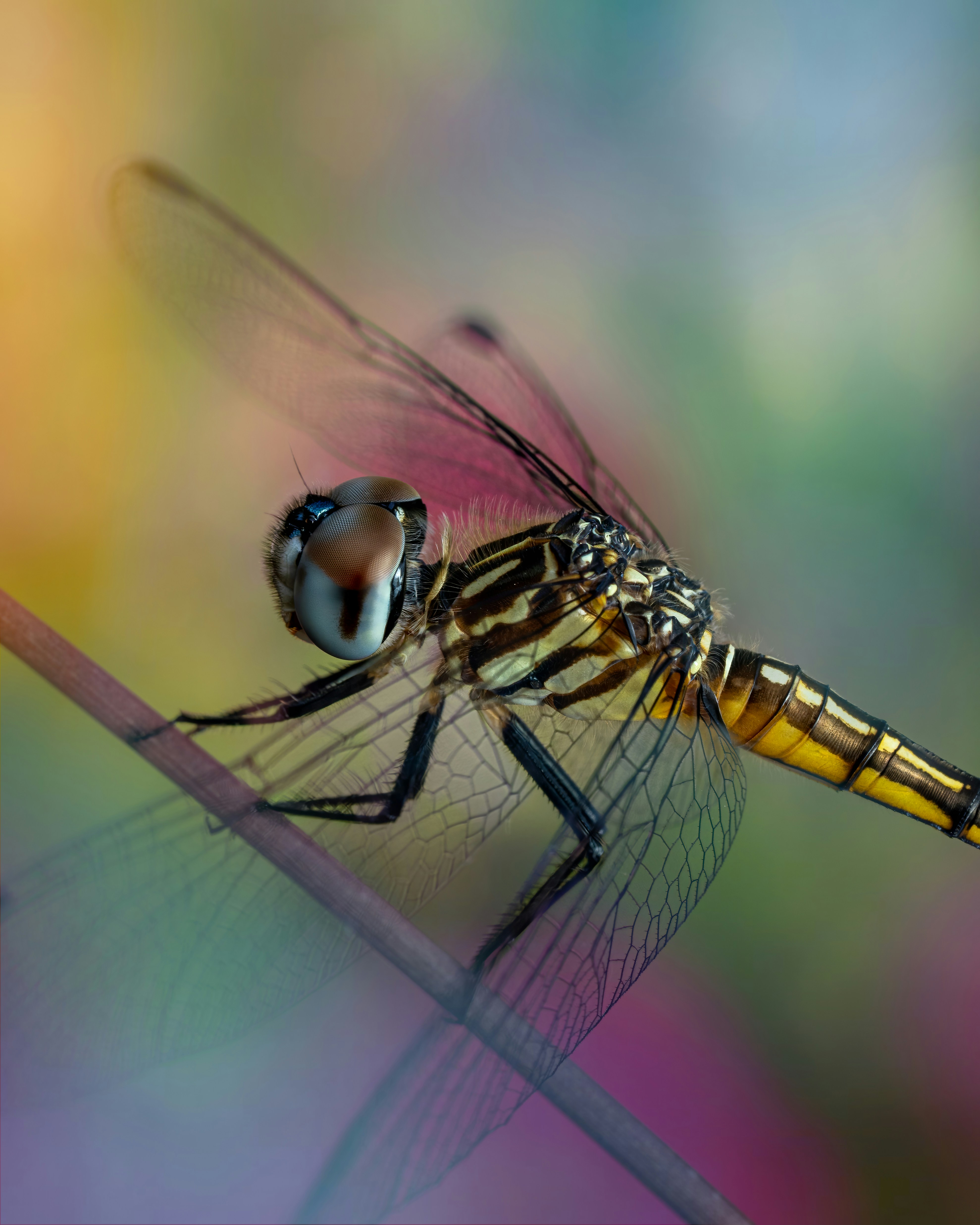 Photo by skylerewing