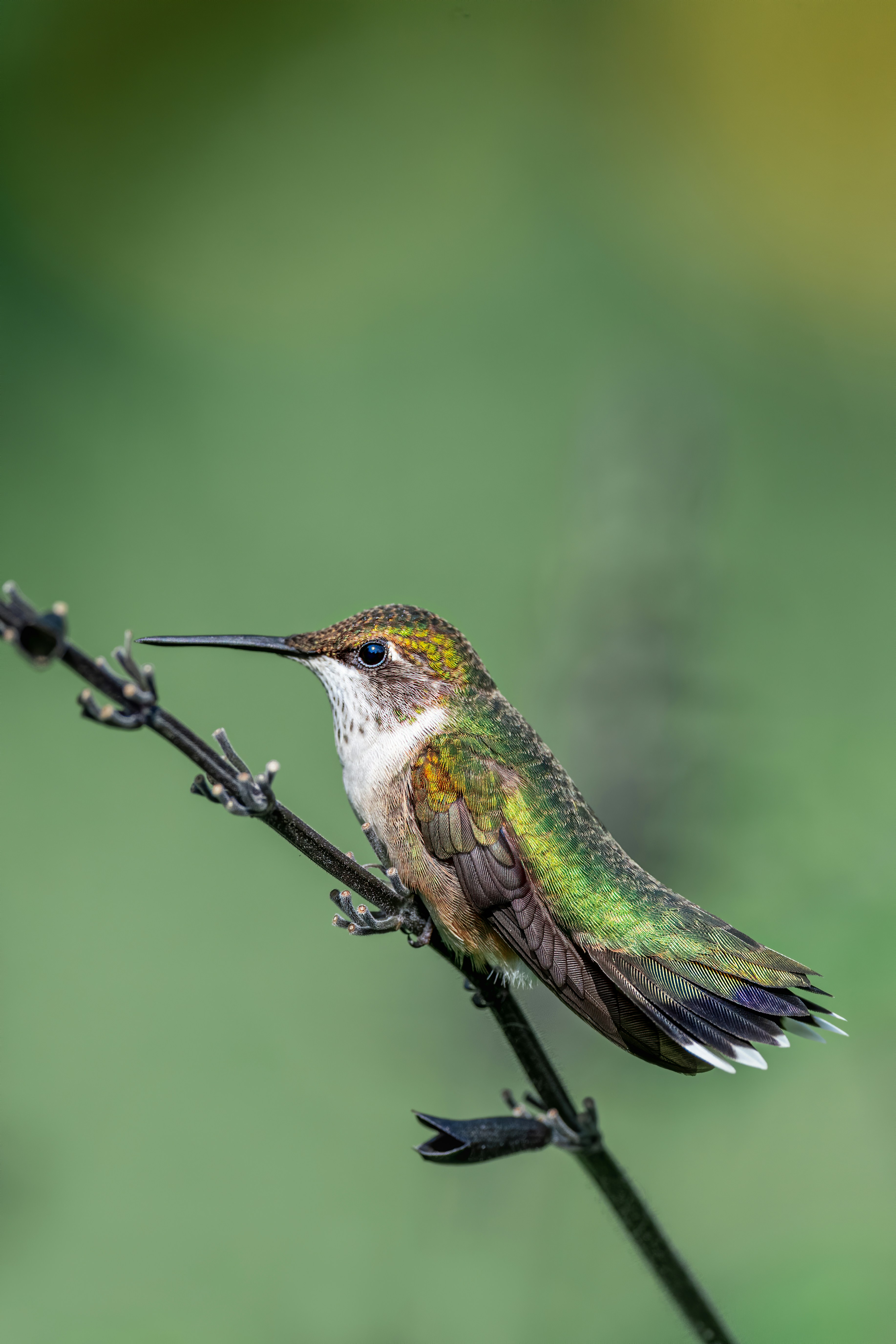 Photo by skylerewing