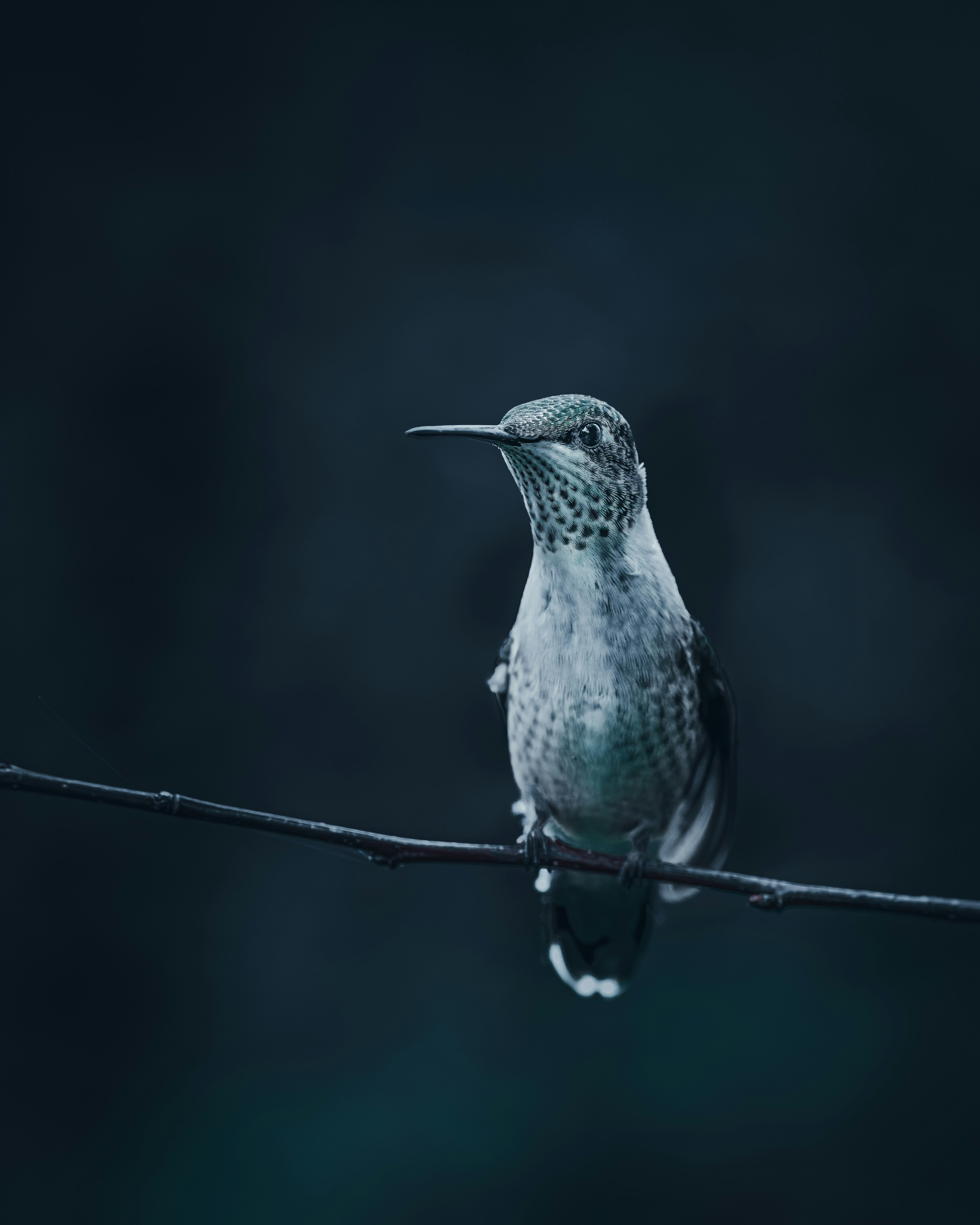 Photo by skylerewing