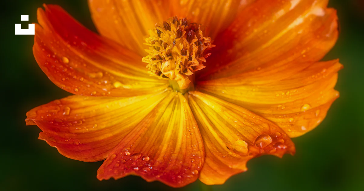 A close up of a flower photo – Free Pollen Image on Unsplash