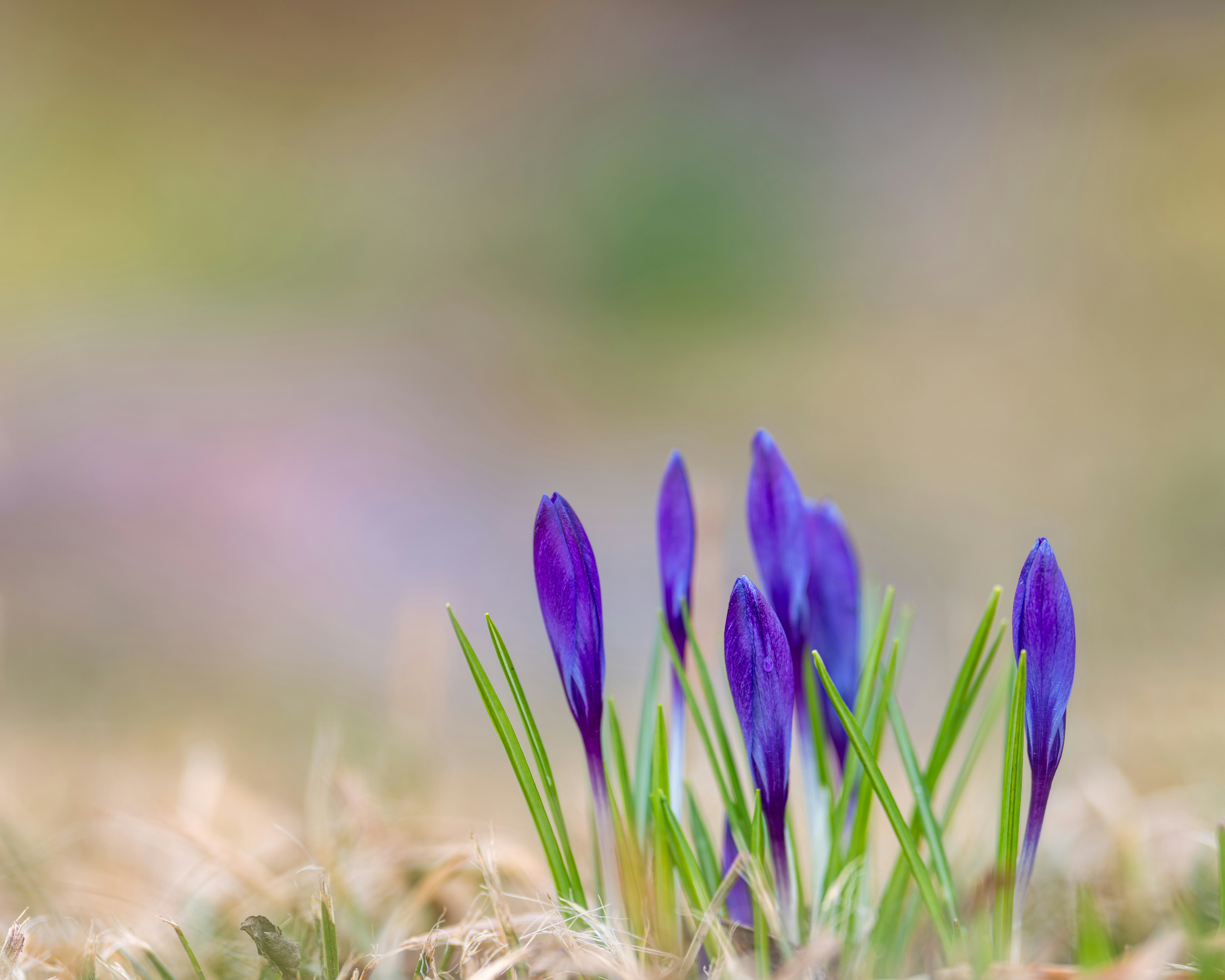 Photo by skylerewing