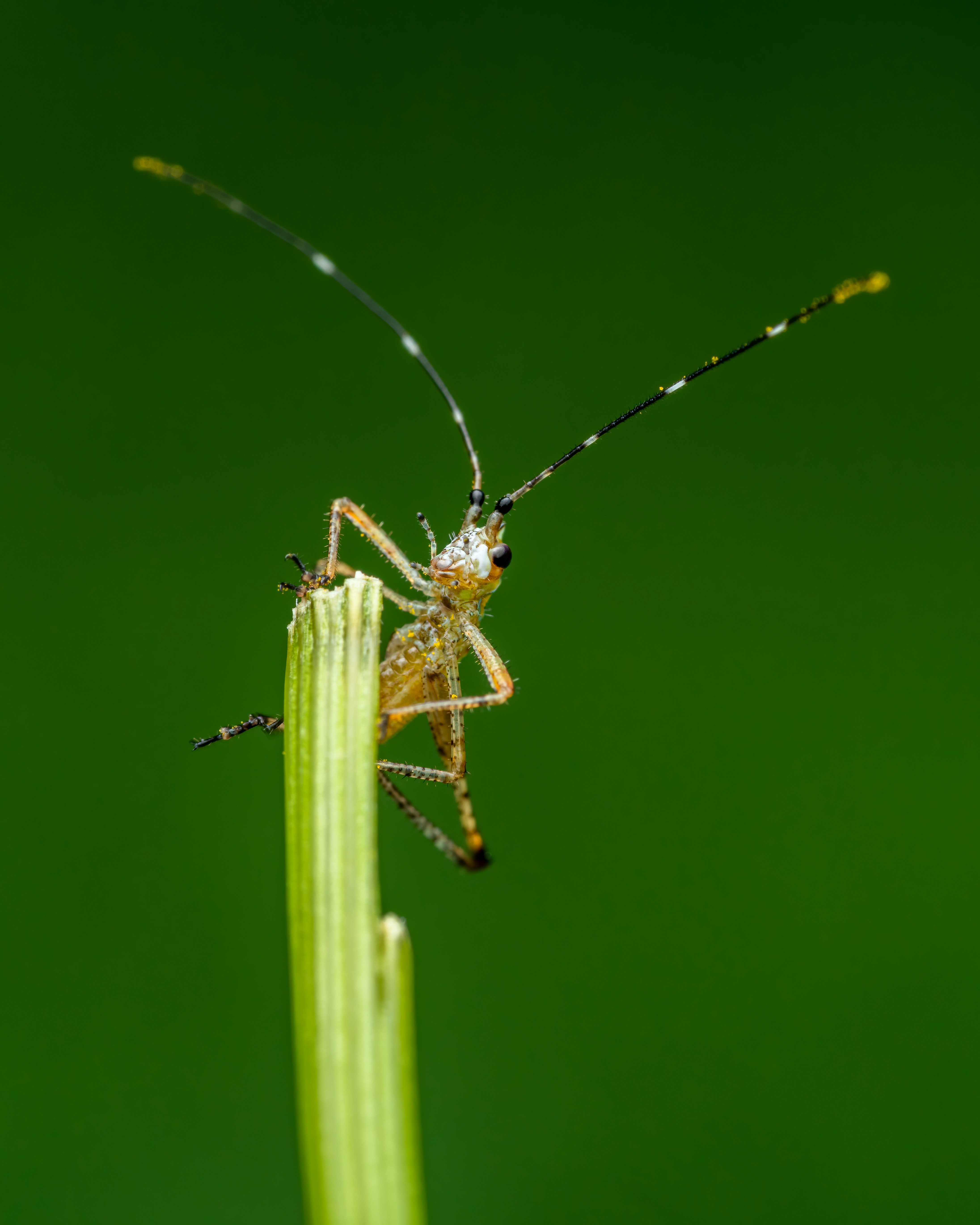 Photo by skylerewing