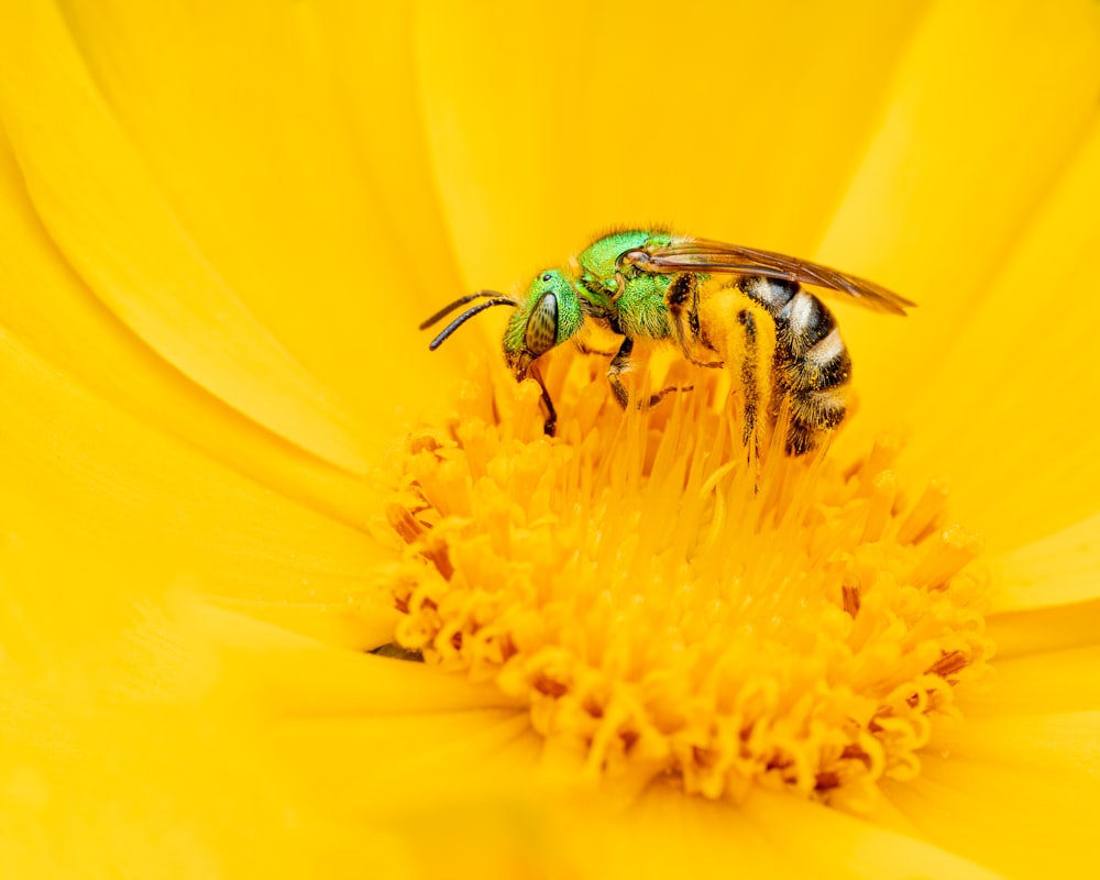 a bee on a flower