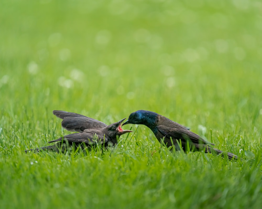 a bird and a bird in the grass