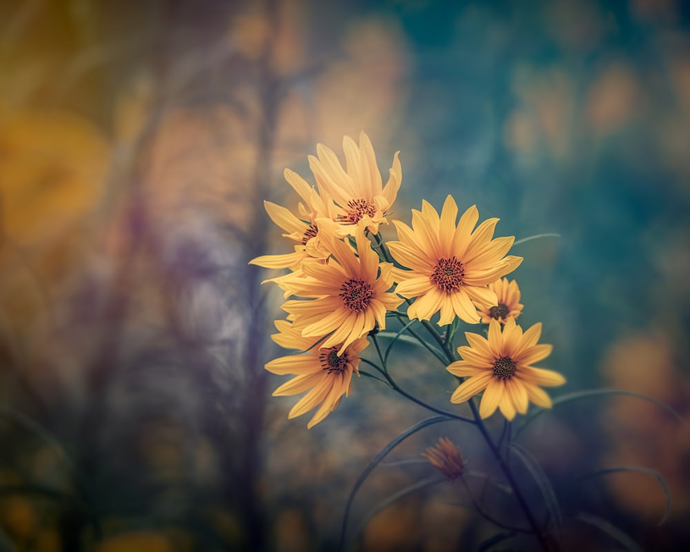 a group of flowers