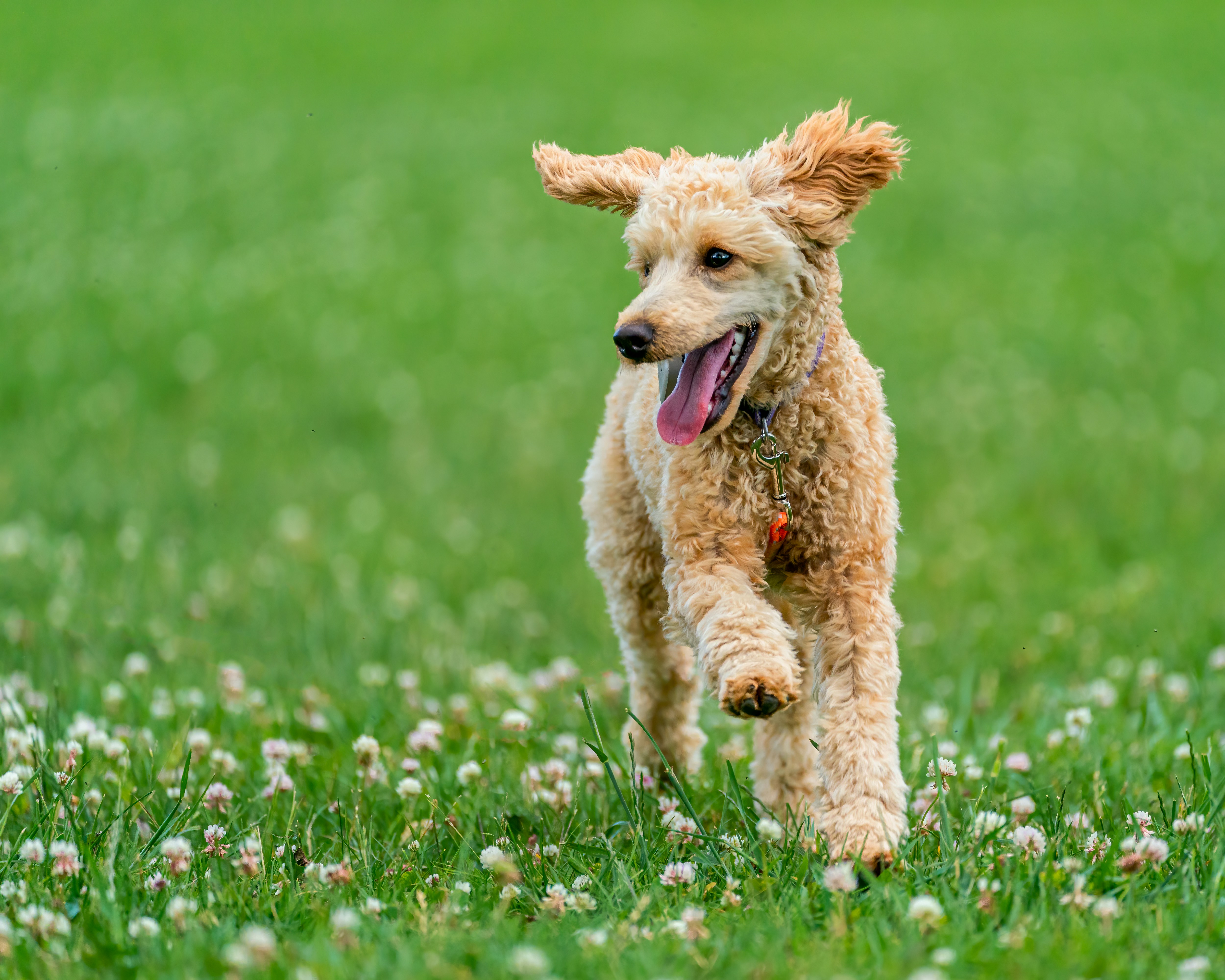 a dog running through a field of grass