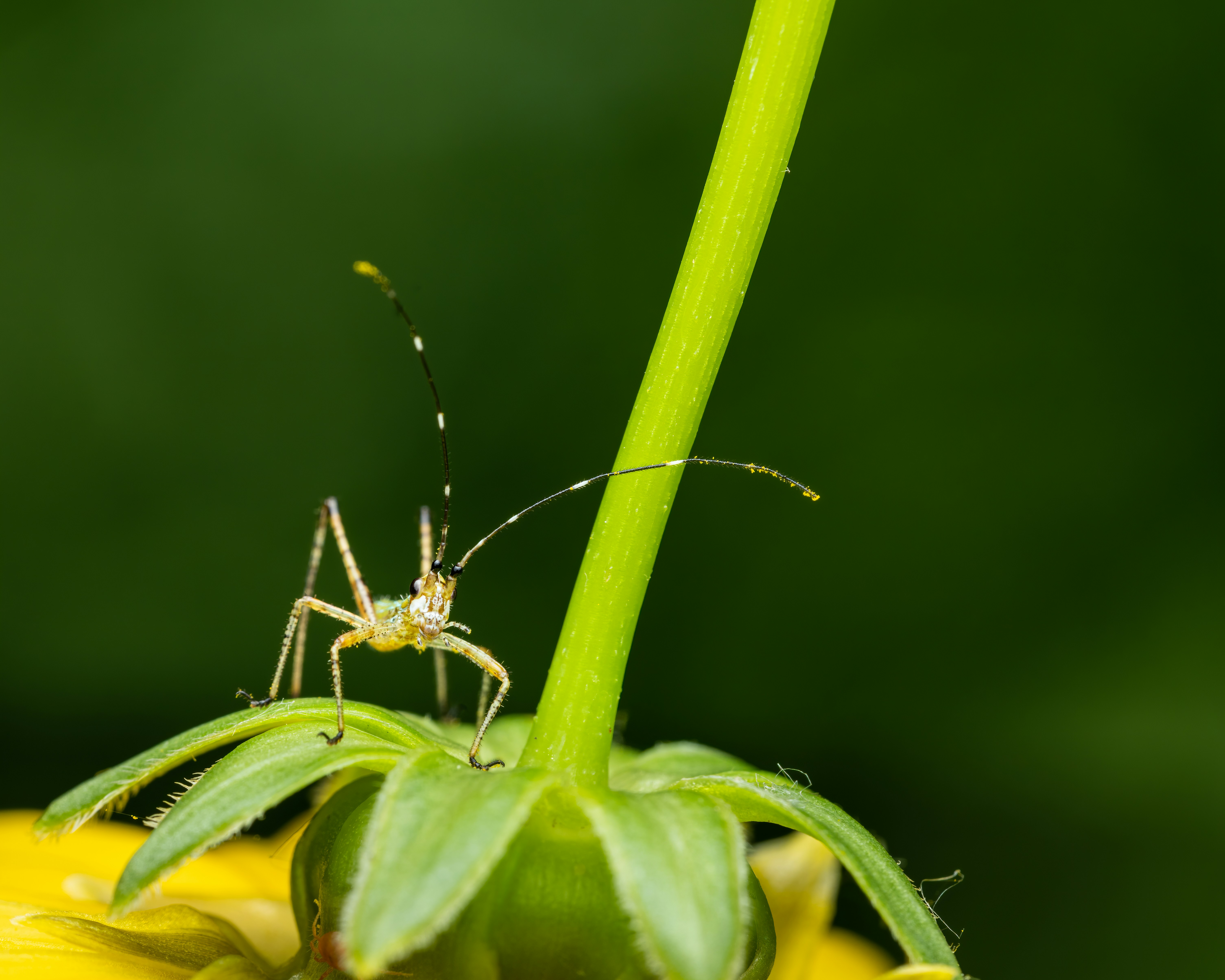 A bug on a leaf photo – Free Green Image on Unsplash
