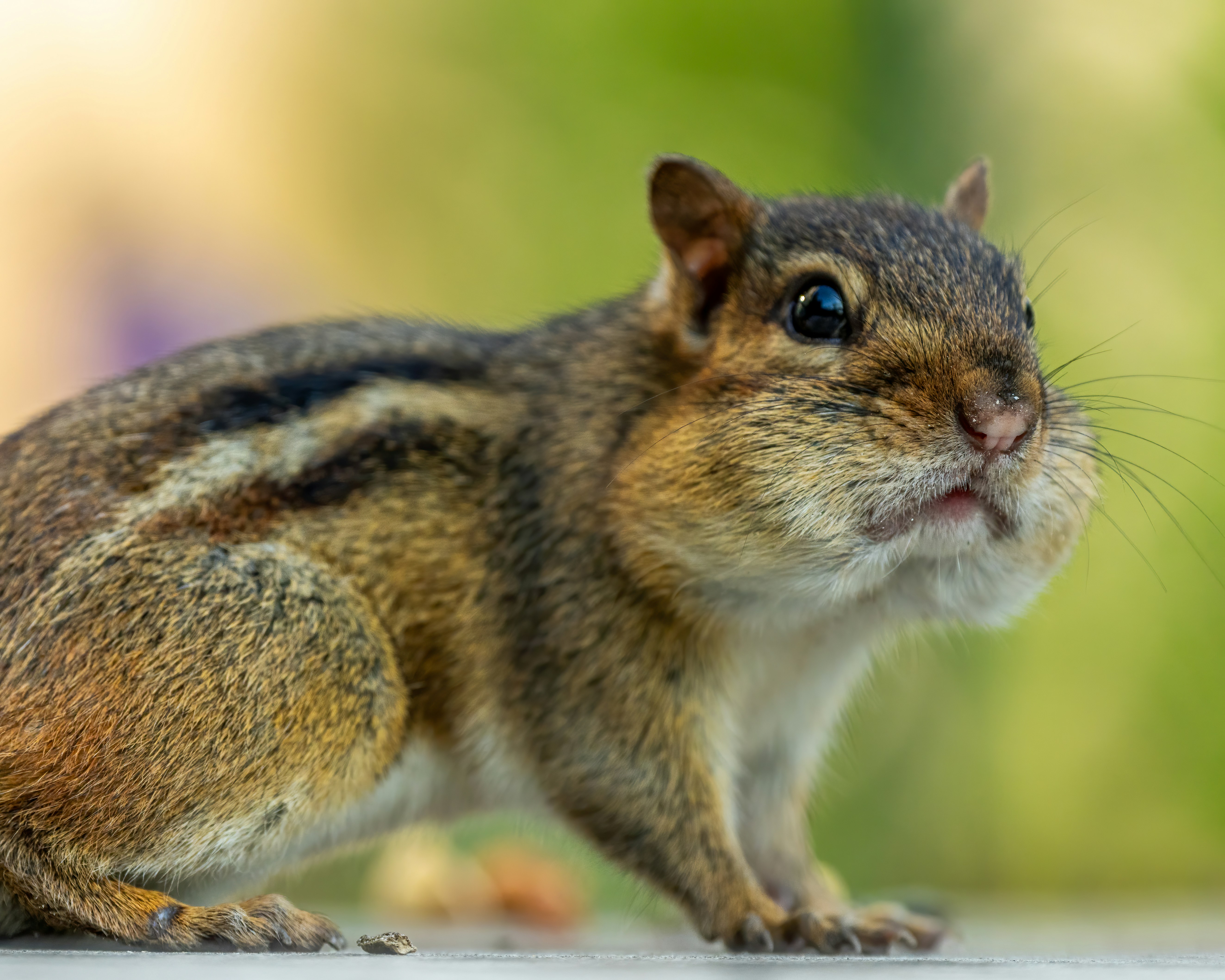 Photo by skylerewing