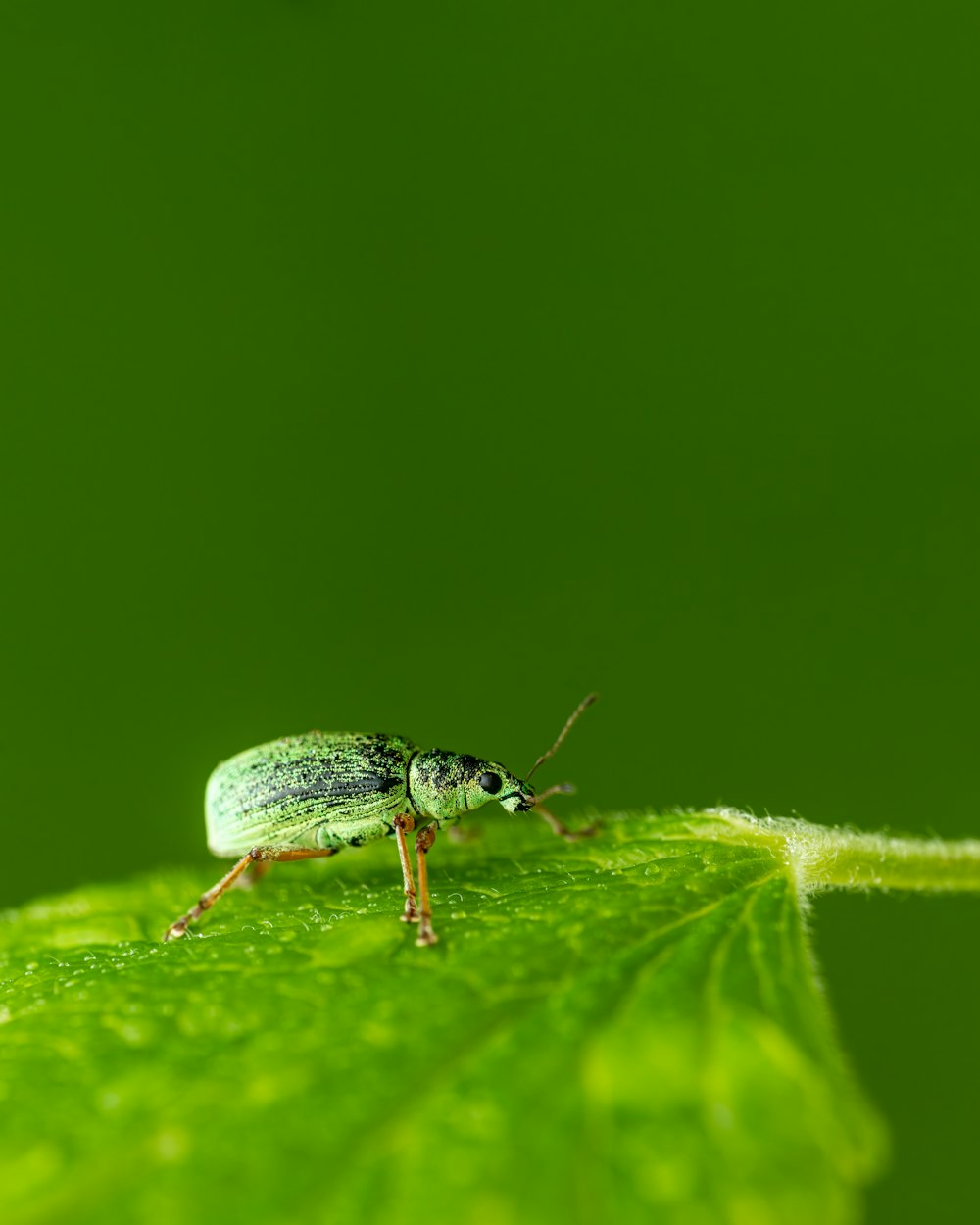 a green bug on a leaf