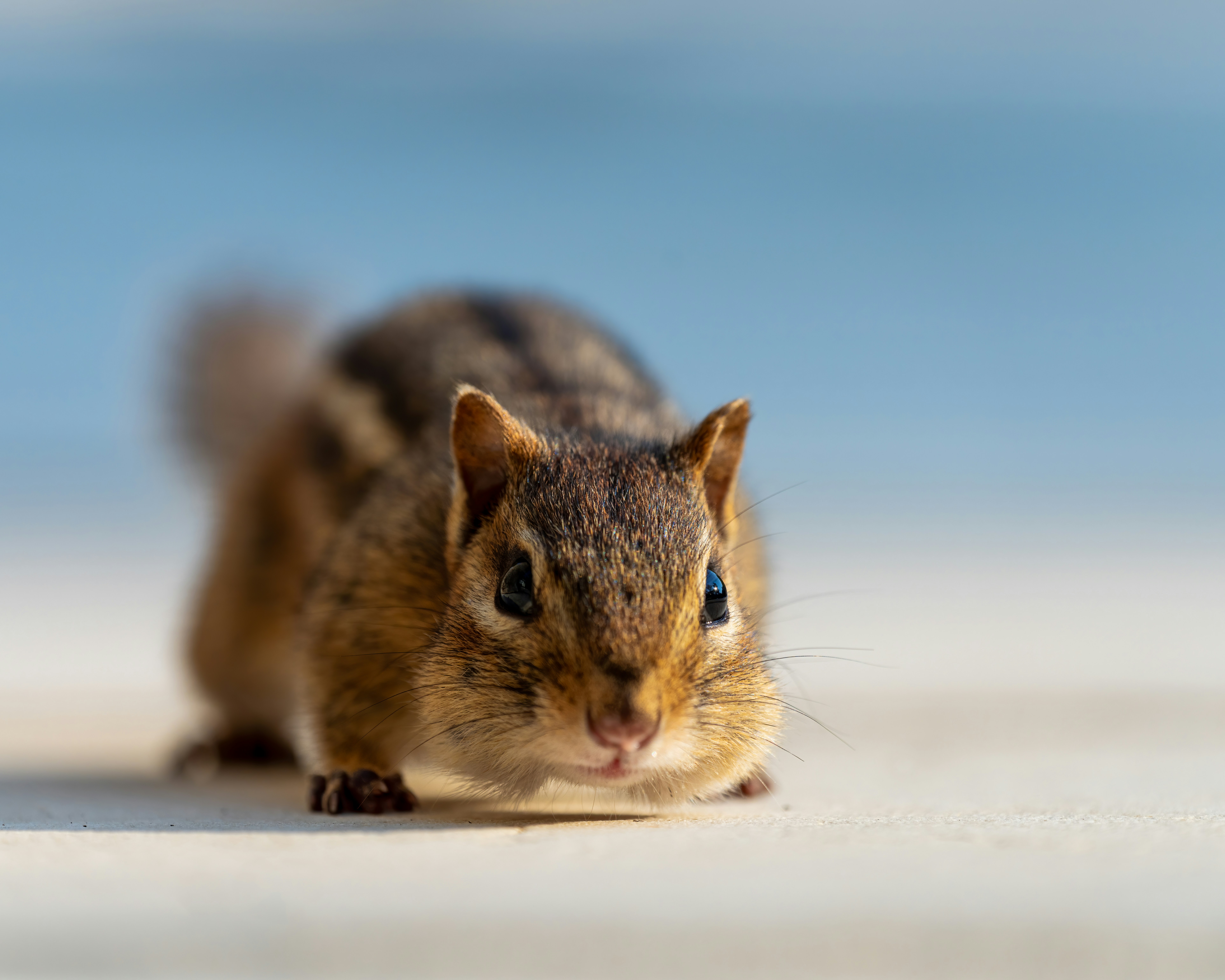 Photo by skylerewing