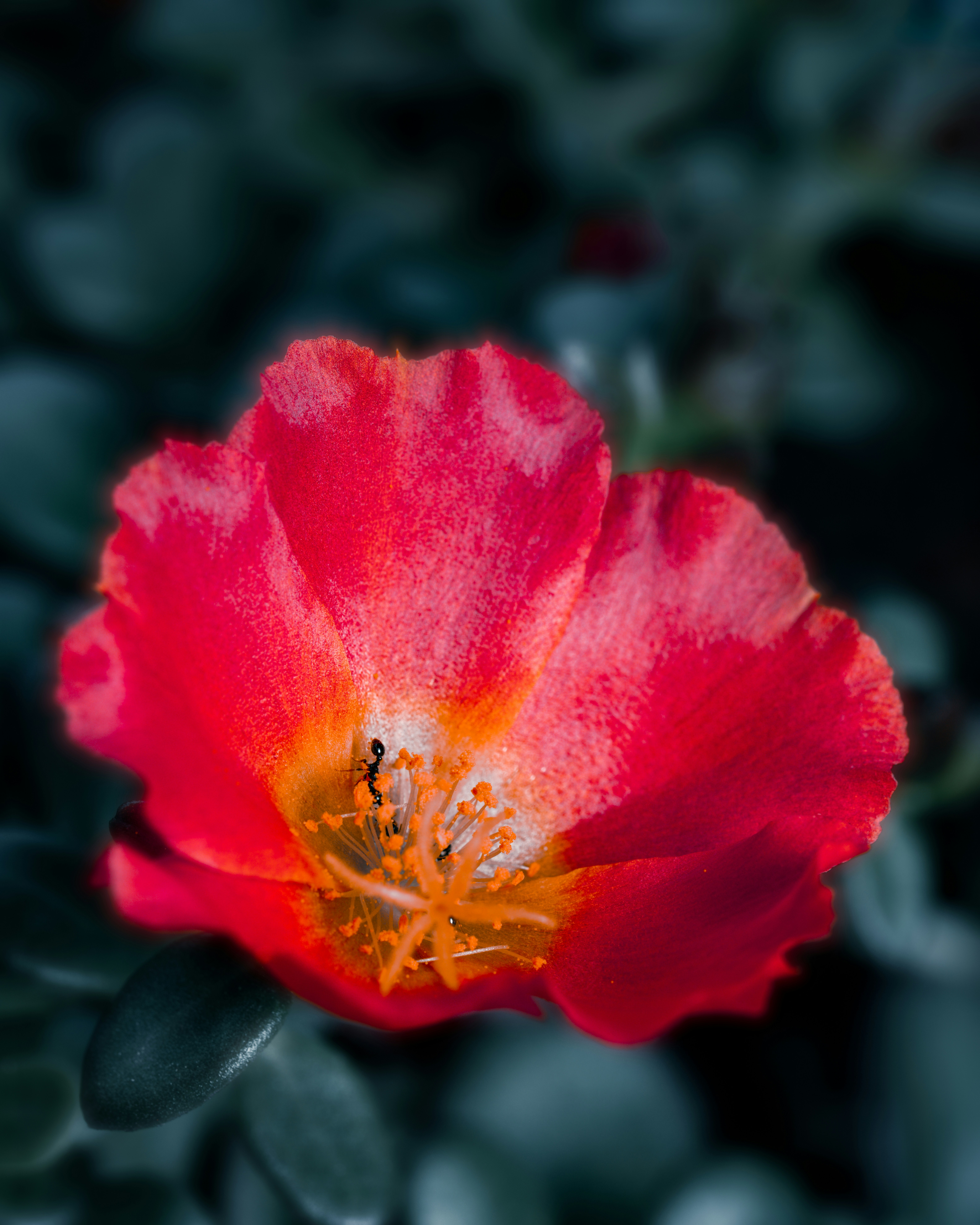 Photo by skylerewing