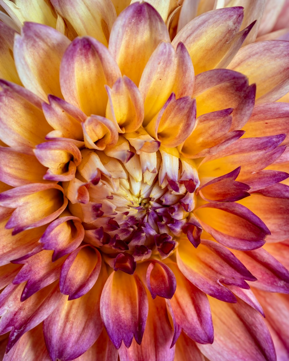 a close up of a flower