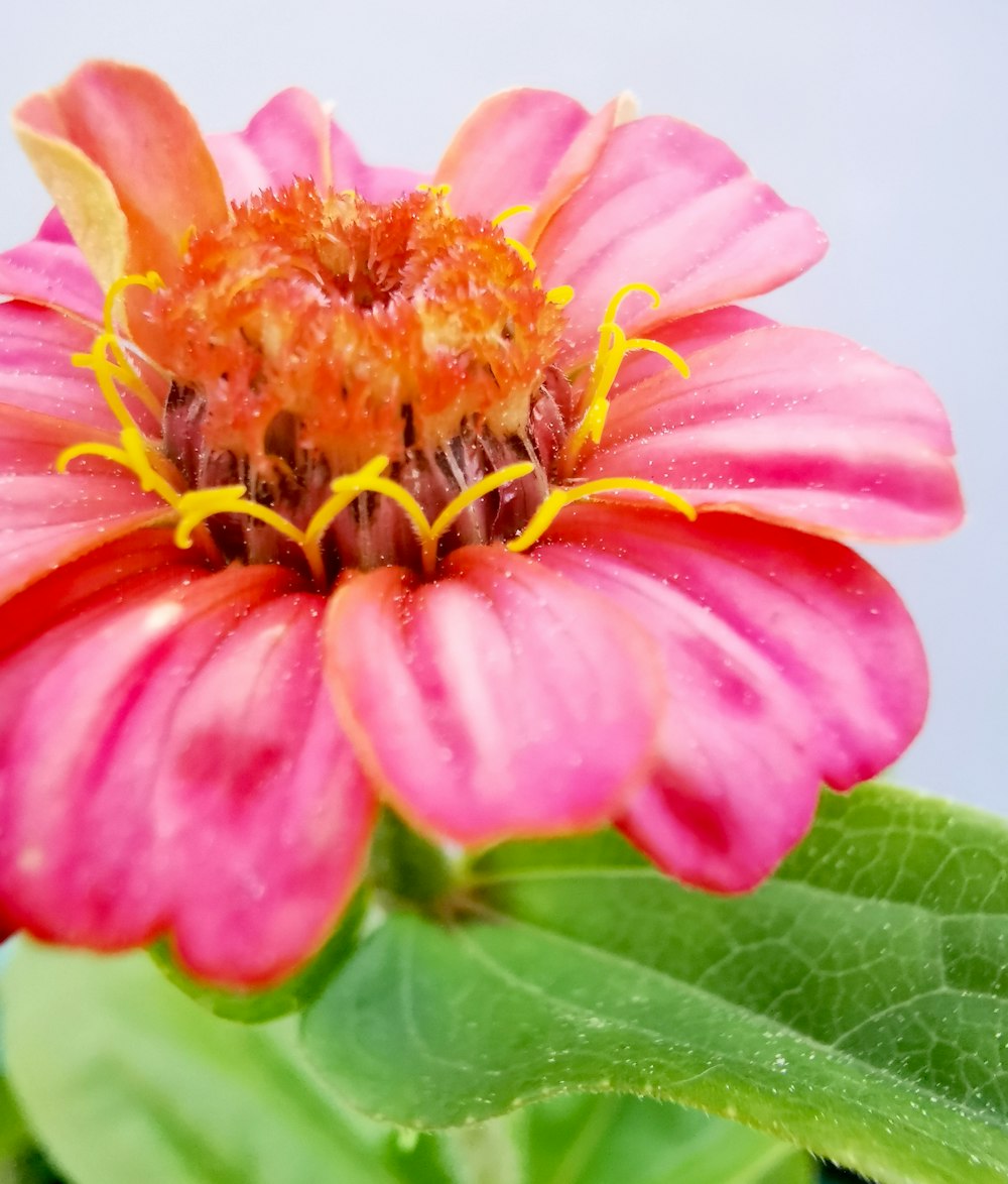 a pink flower with yellow center