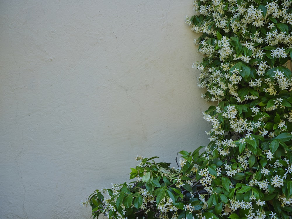 a bush with white flowers