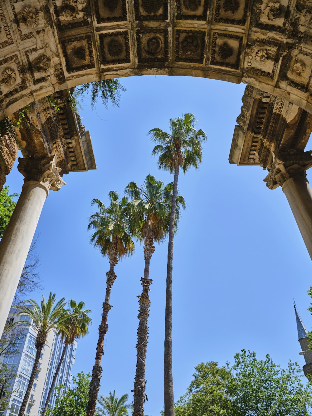 a group of palm trees