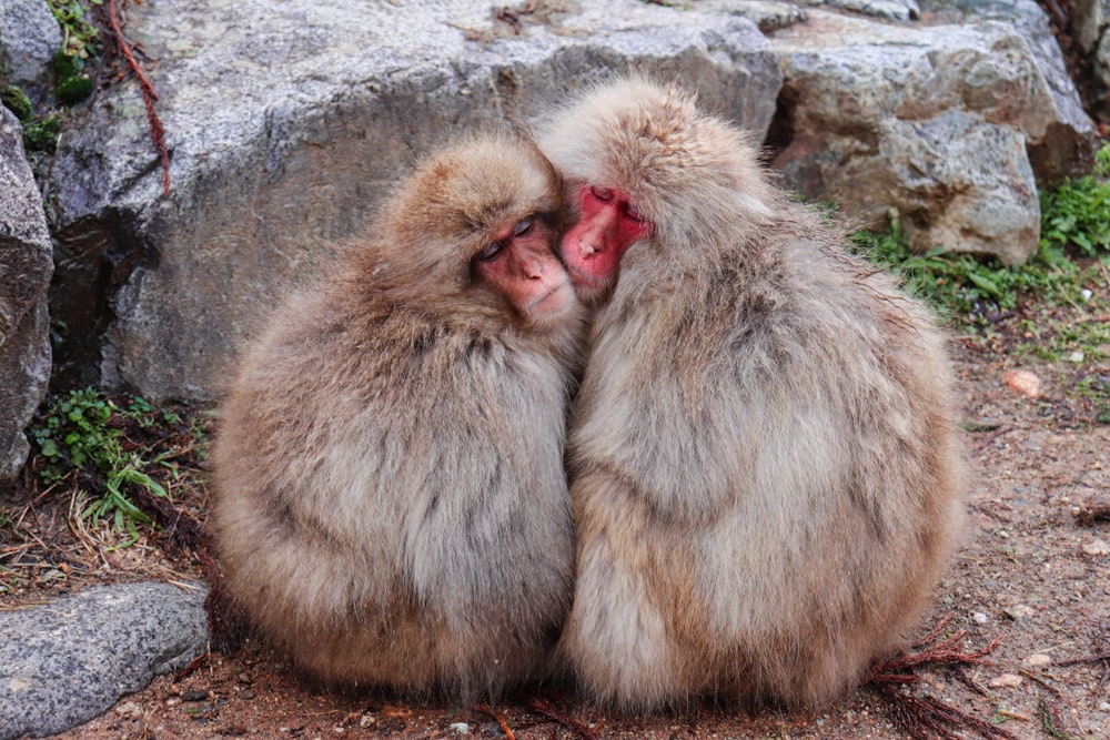 two monkeys sitting on the ground