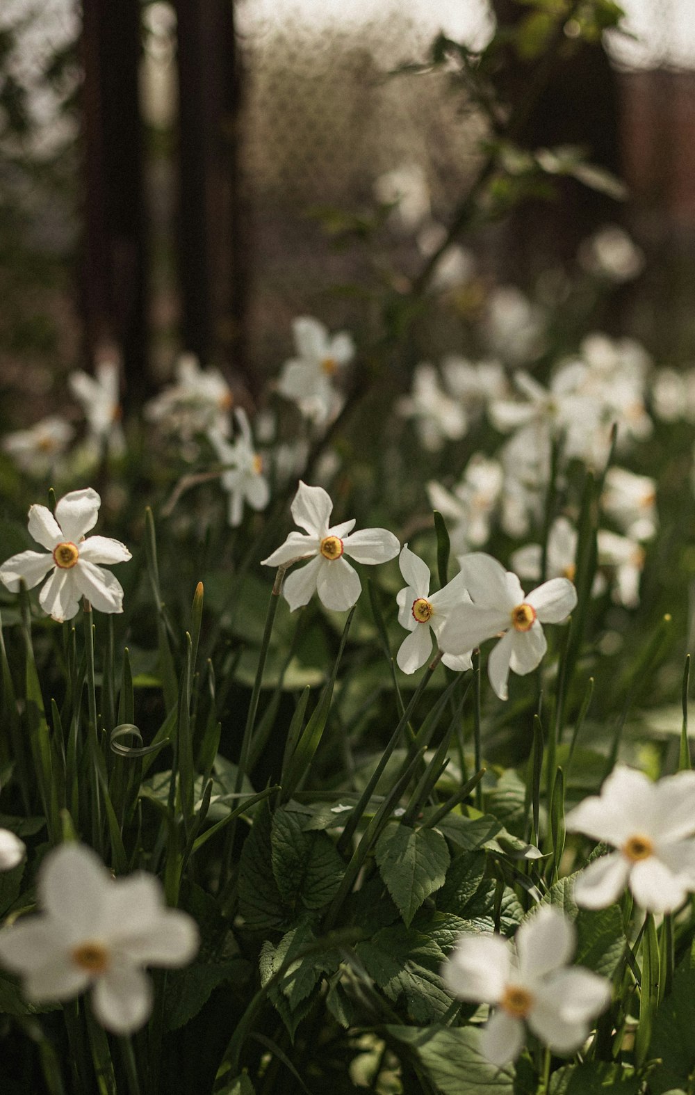 um grupo de flores brancas