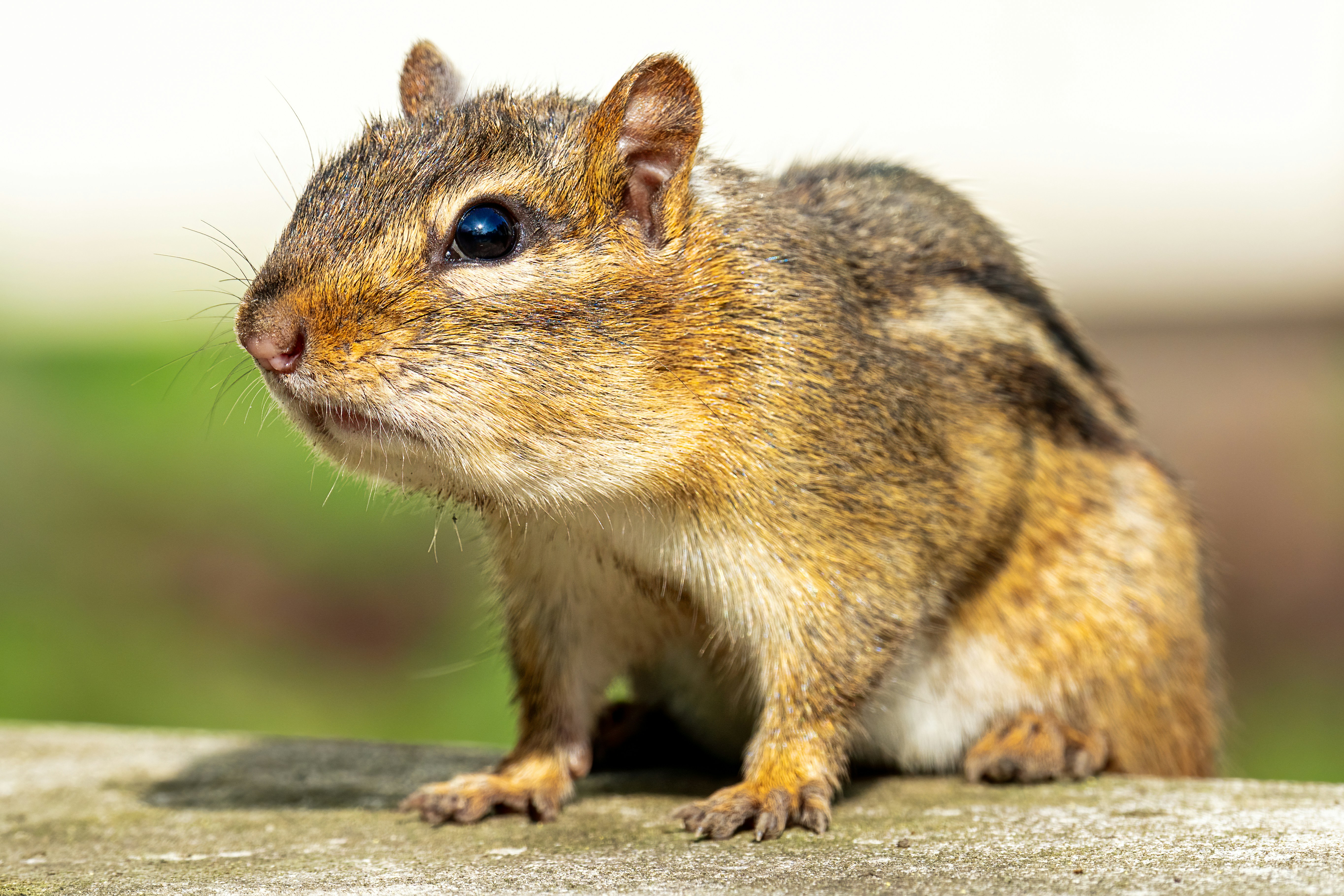 Photo by skylerewing