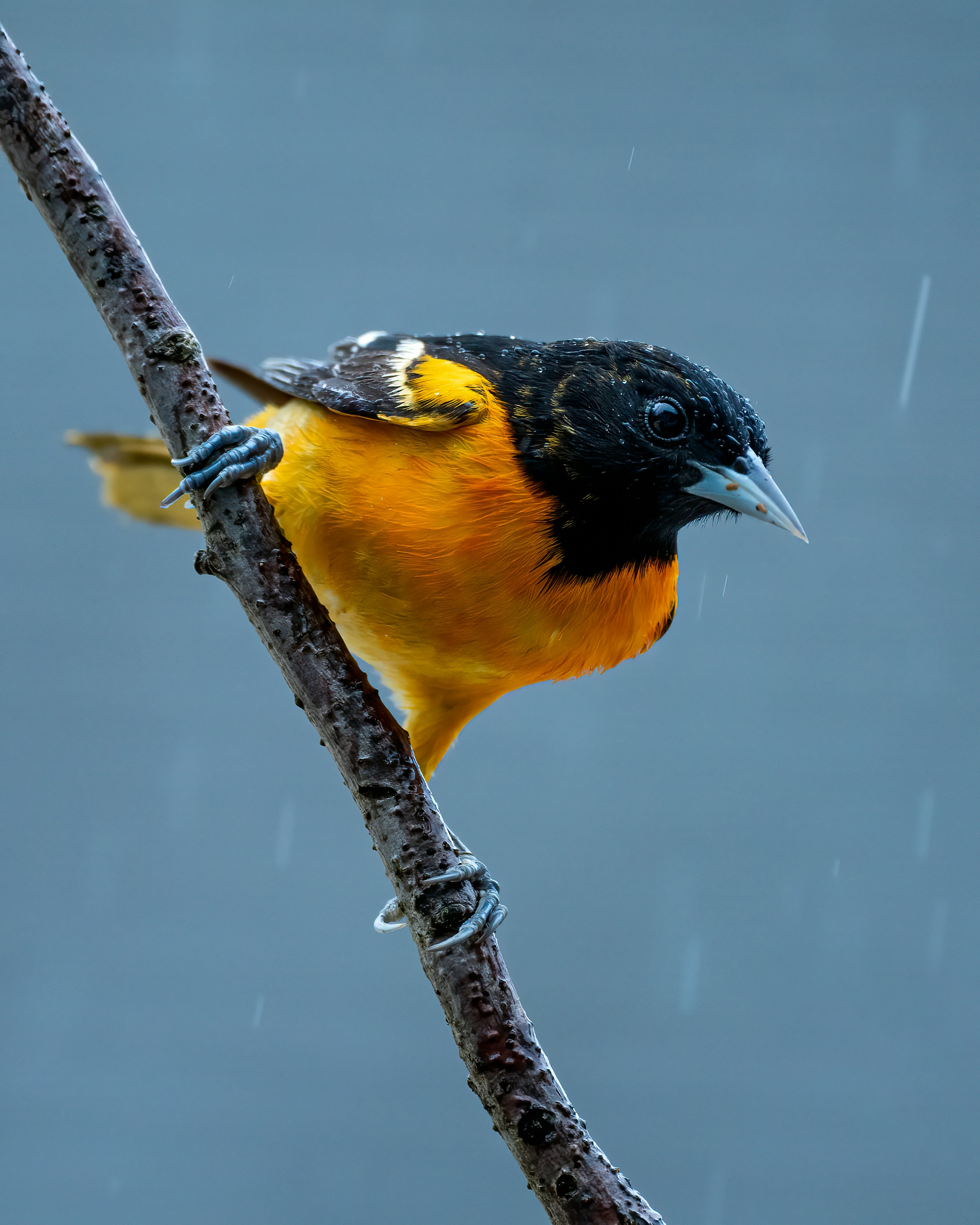 Photo by skylerewing