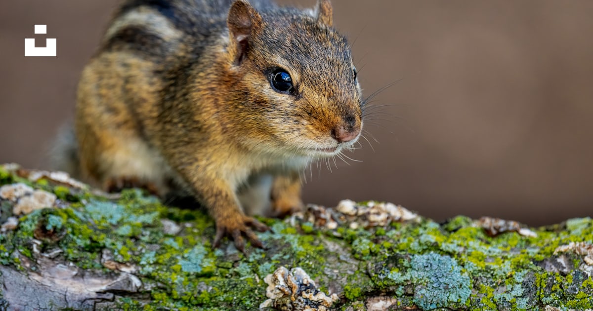 Un petit rongeur sur un rocher photo – Photo Animal Gratuite sur Unsplash