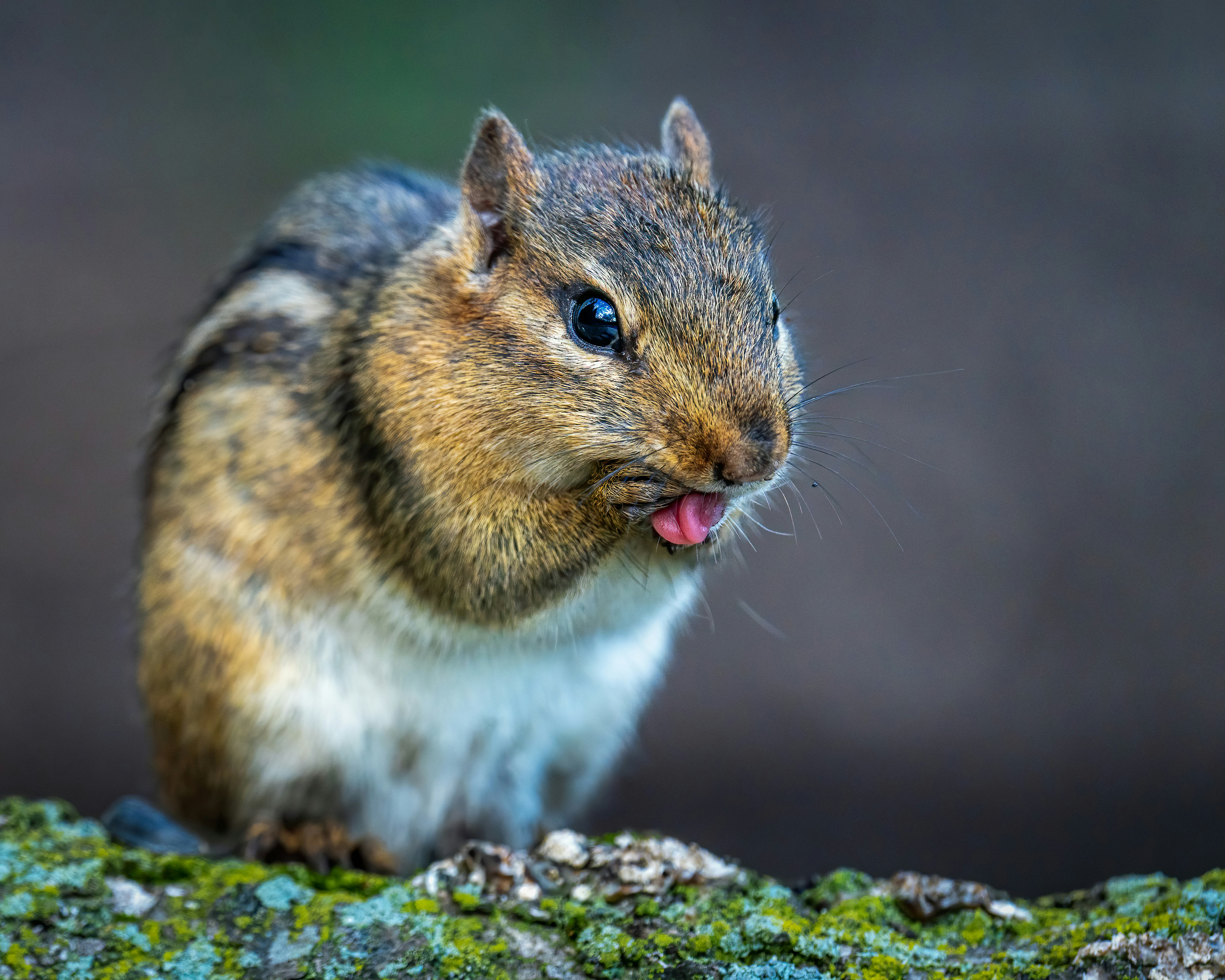 Photo by skylerewing